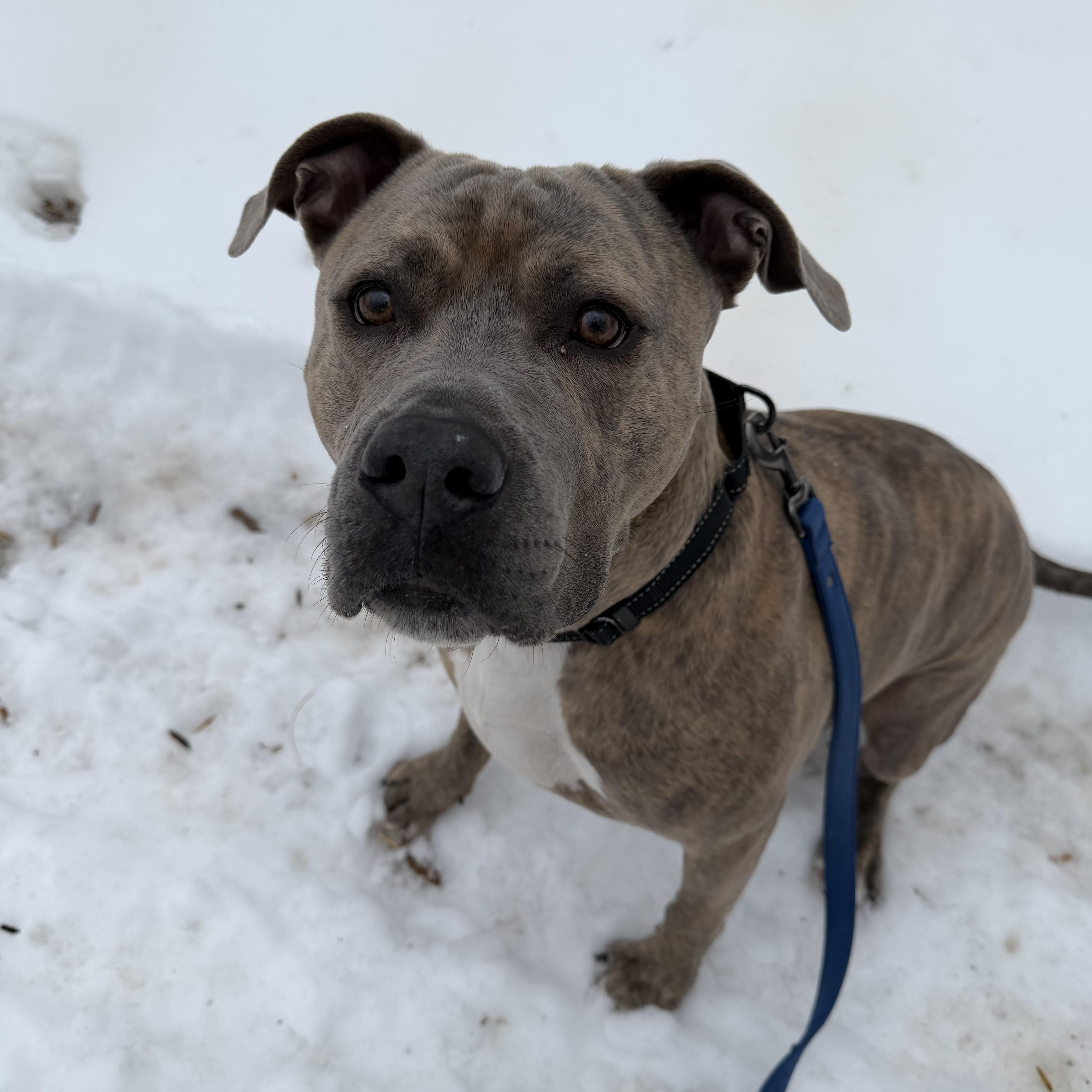 Enlarge Muenster, an adoptable mixed breed in Phoenixville, PA image 1/6