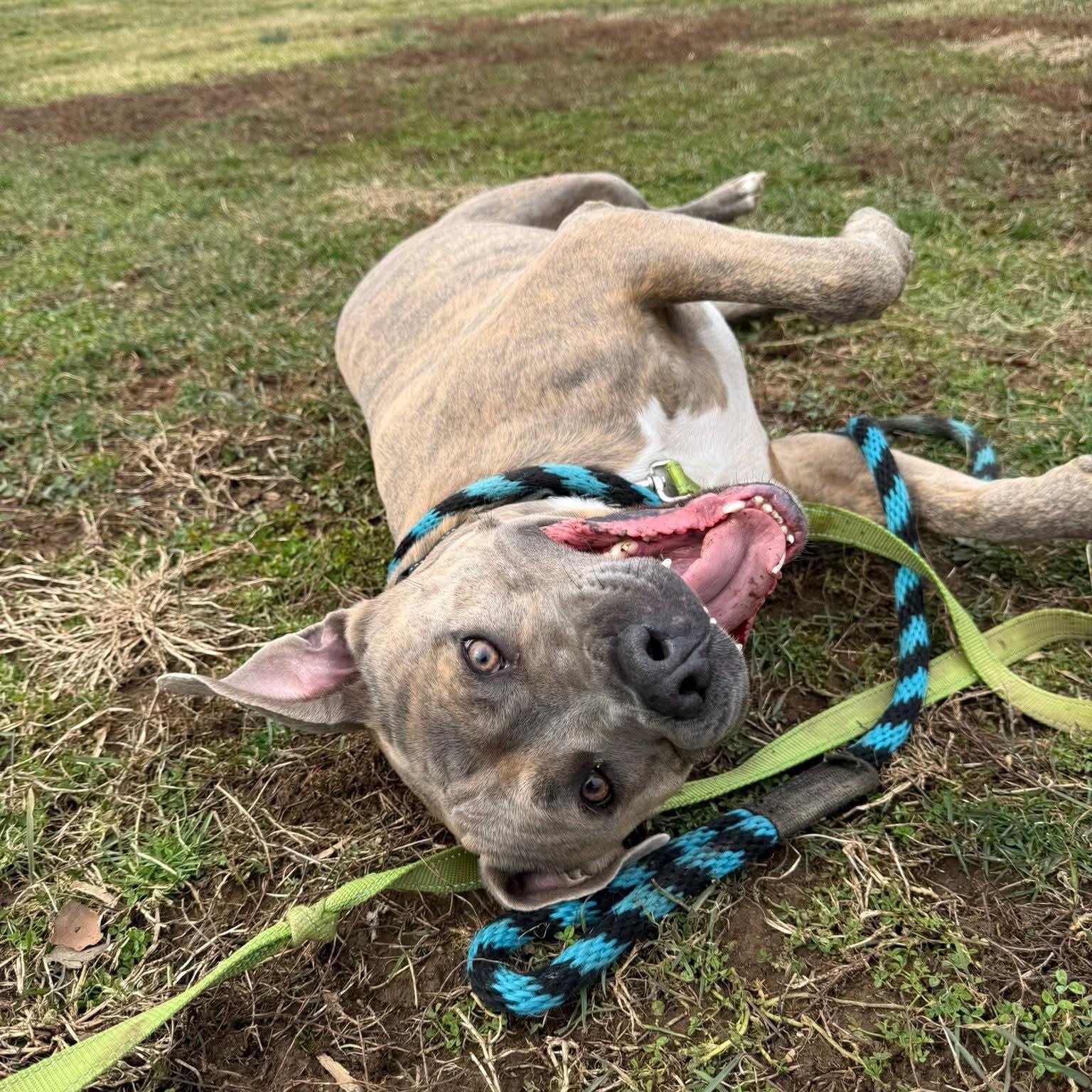 Enlarge Muenster, an adoptable mixed breed in Phoenixville, PA image 3/6