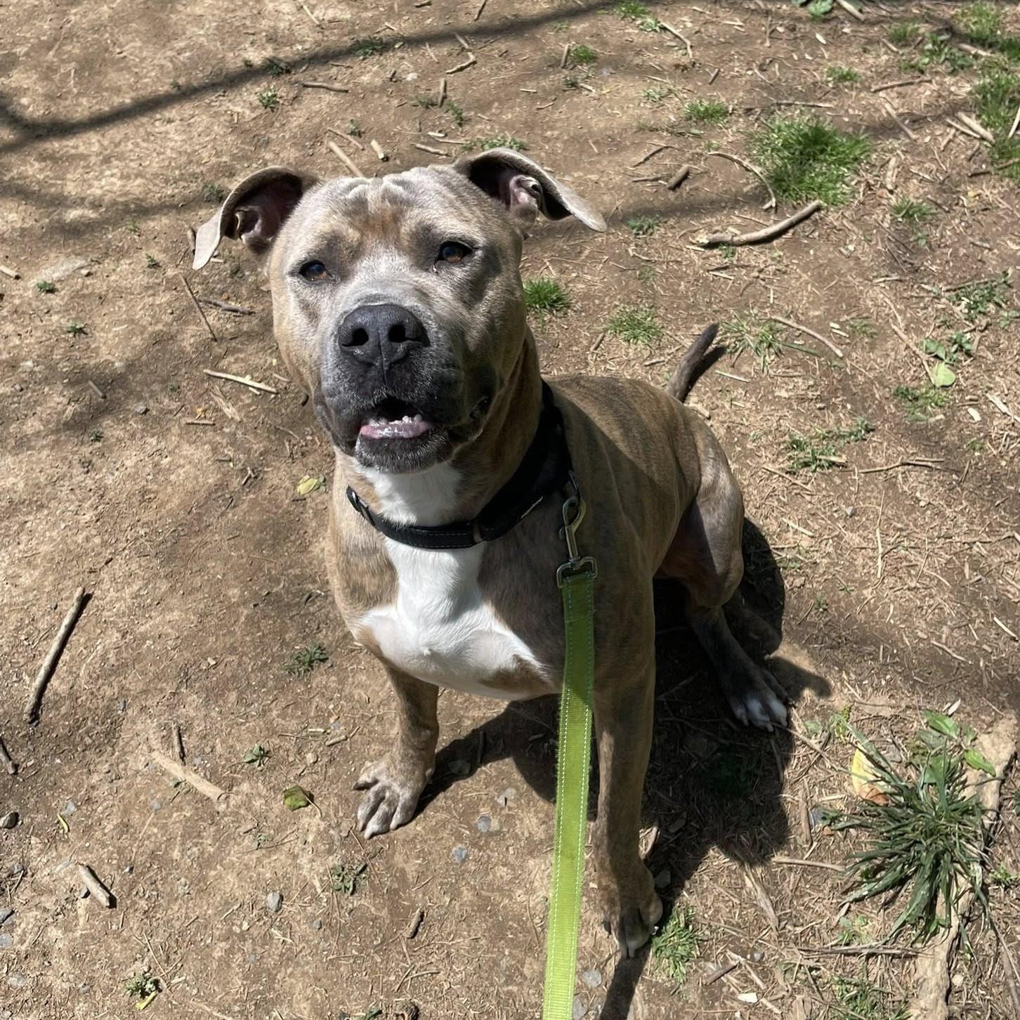 Enlarge Muenster, an adoptable mixed breed in Phoenixville, PA image 4/6