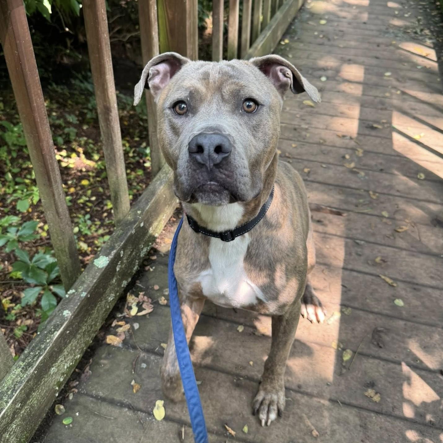 Enlarge Muenster, an adoptable mixed breed in Phoenixville, PA image 2/6