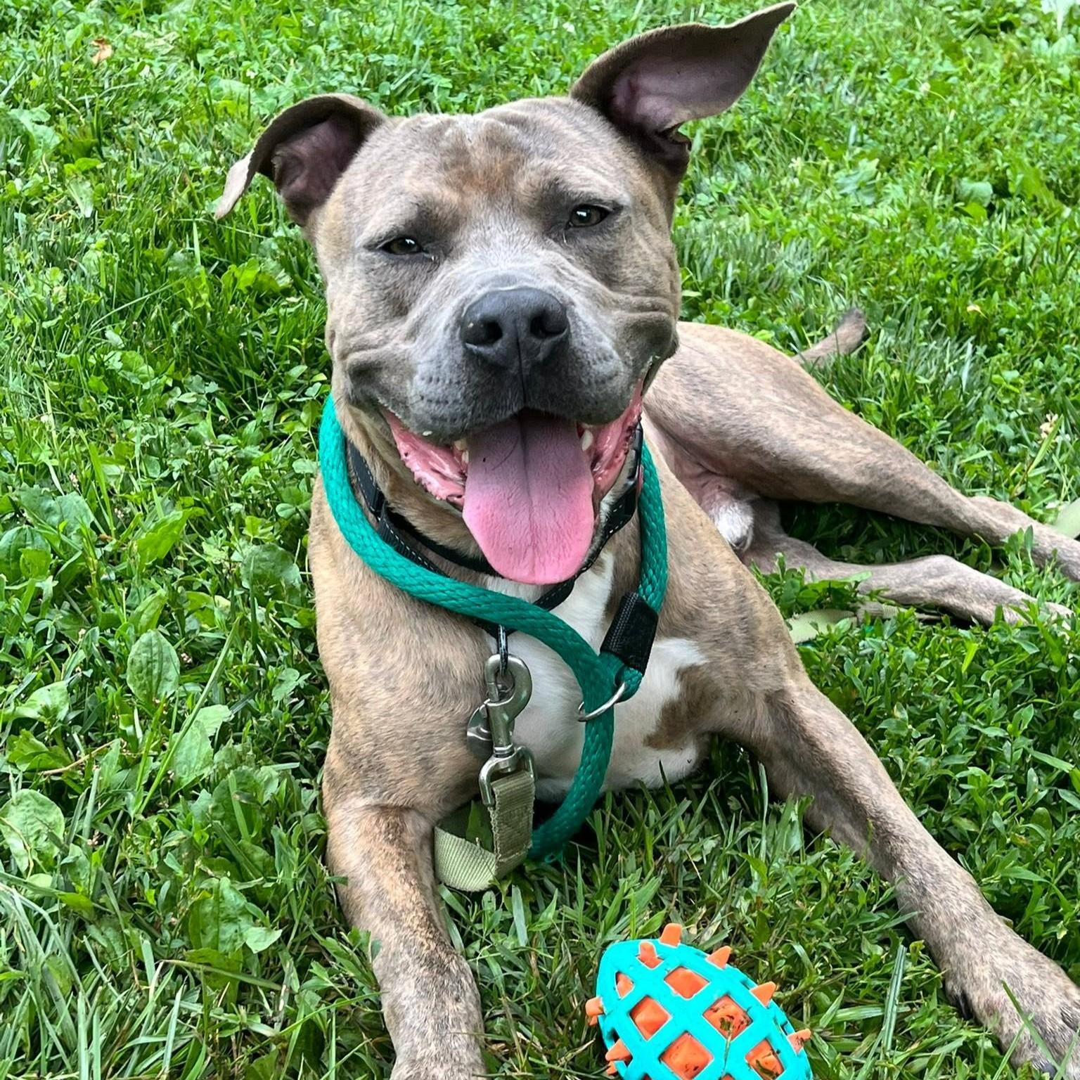 Muenster, adoptable, Adult Male Pit Bull Terrier.