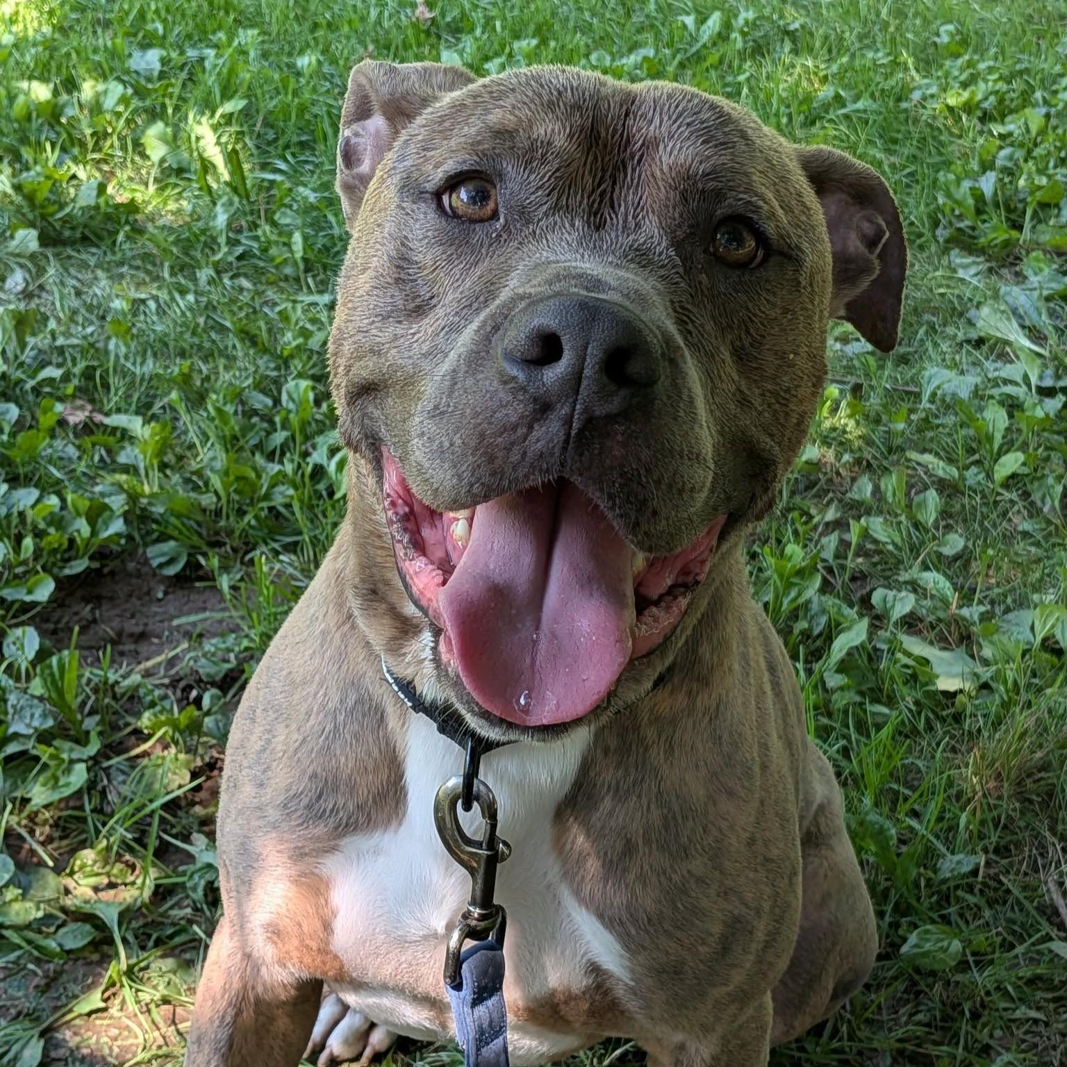 Enlarge Muenster, an adoptable mixed breed in Phoenixville, PA image 4/6