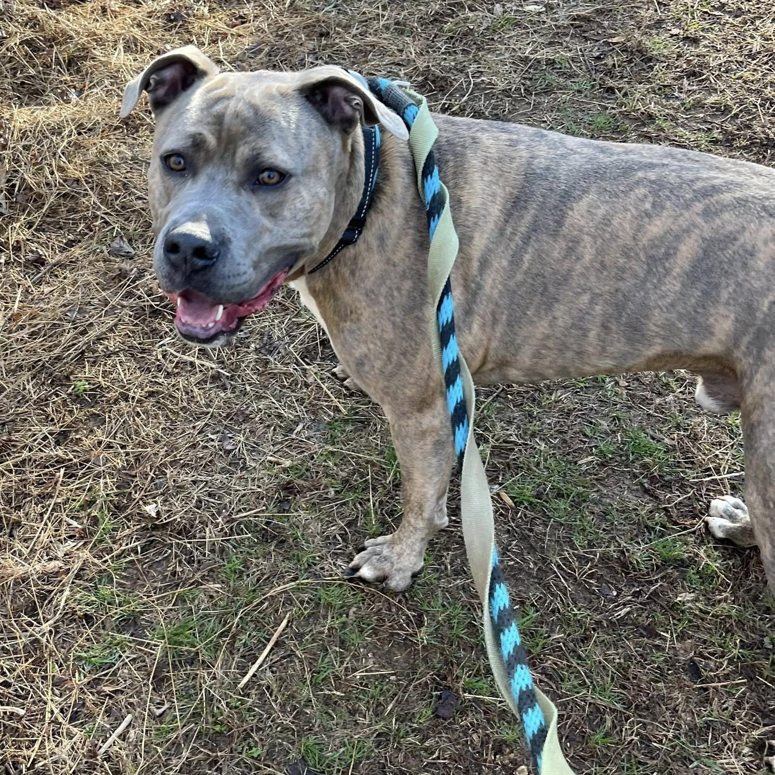 Enlarge Muenster, an adoptable mixed breed in Phoenixville, PA image 2/6