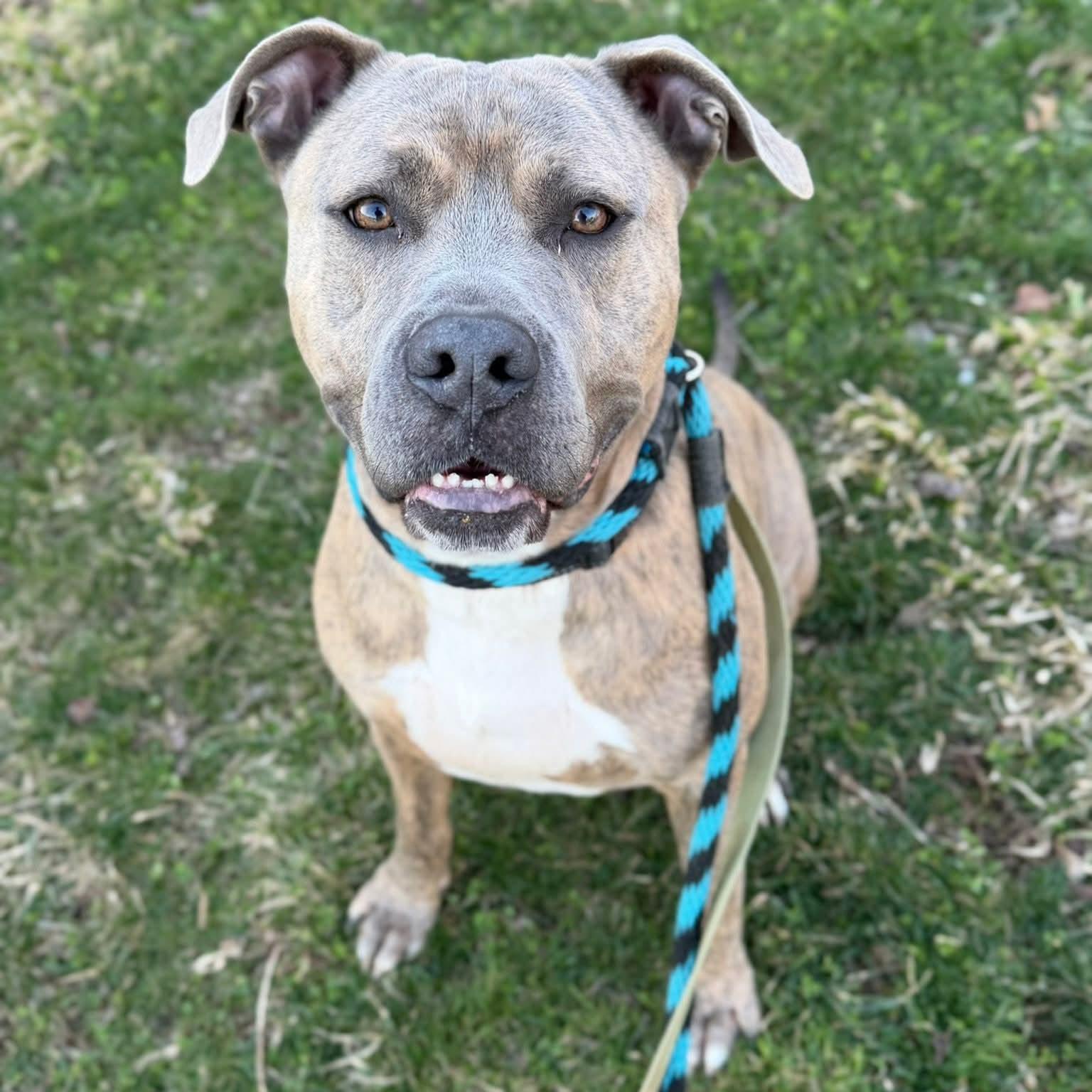 Enlarge Muenster, an adoptable mixed breed in Phoenixville, PA image 1/6