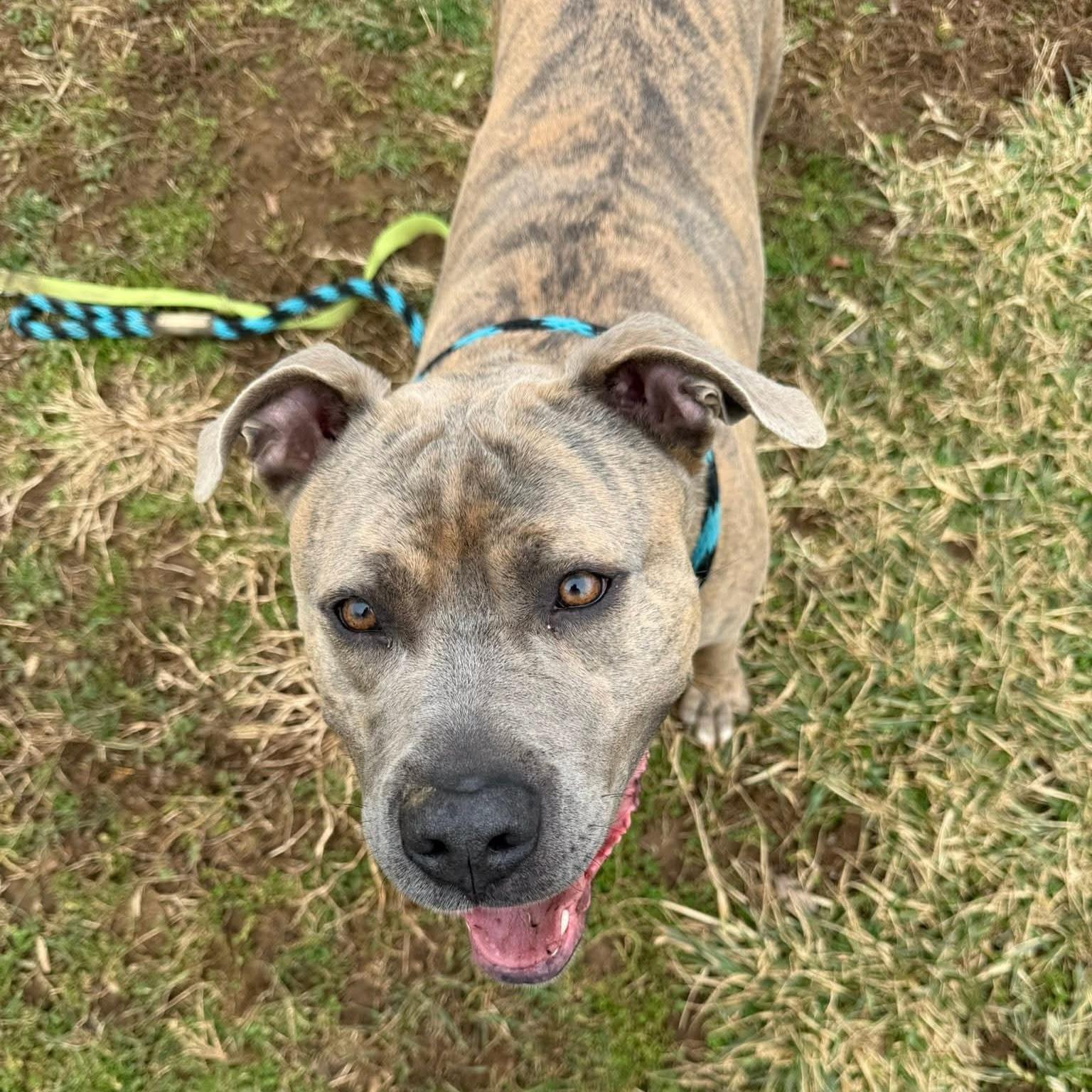 Enlarge Muenster, an adoptable mixed breed in Phoenixville, PA image 5/6