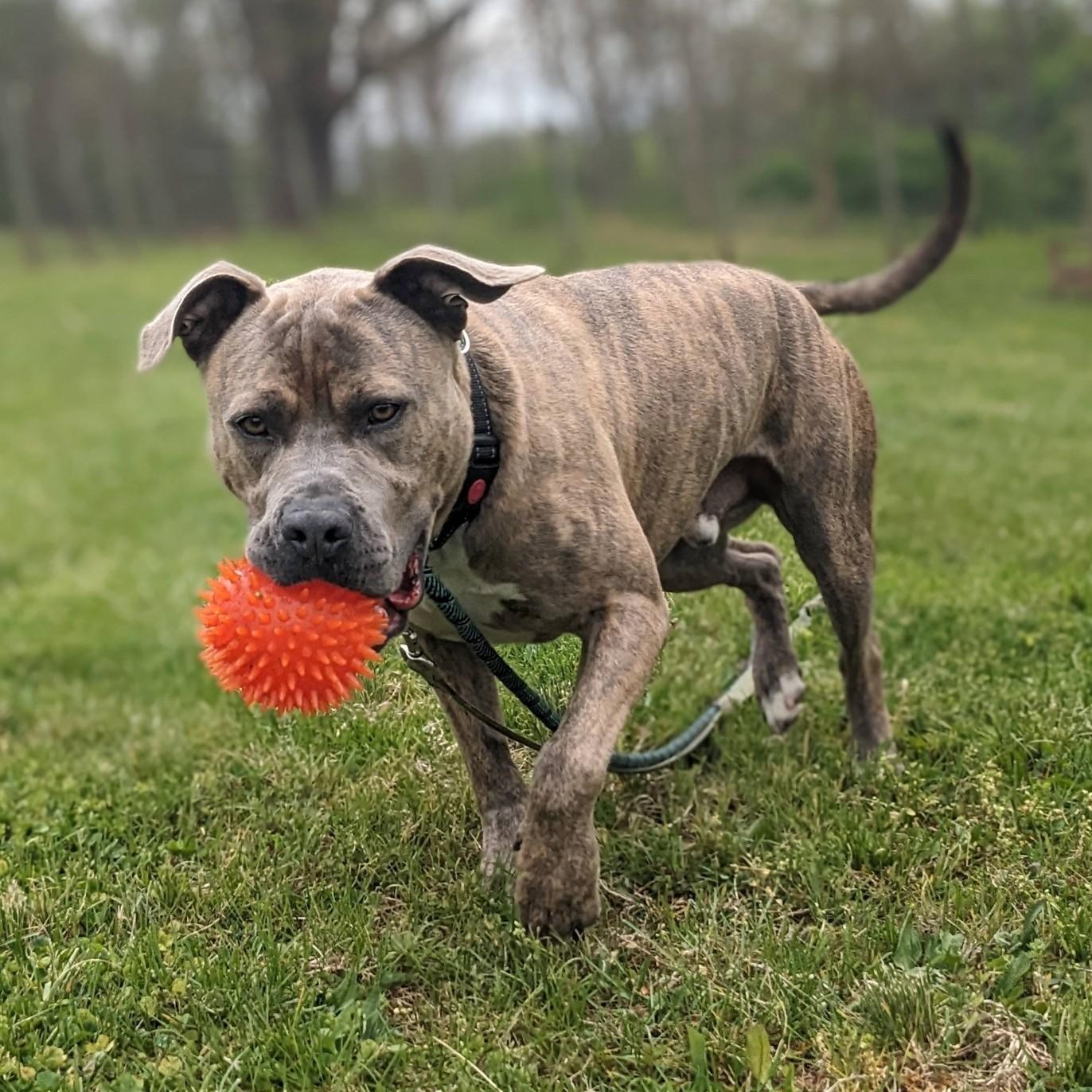 Enlarge Muenster, an adoptable mixed breed in Phoenixville, PA image 3/6