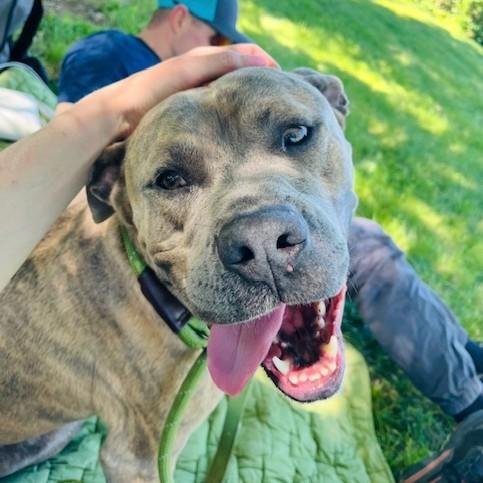Enlarge Muenster, an adoptable mixed breed in Phoenixville, PA image 1/6