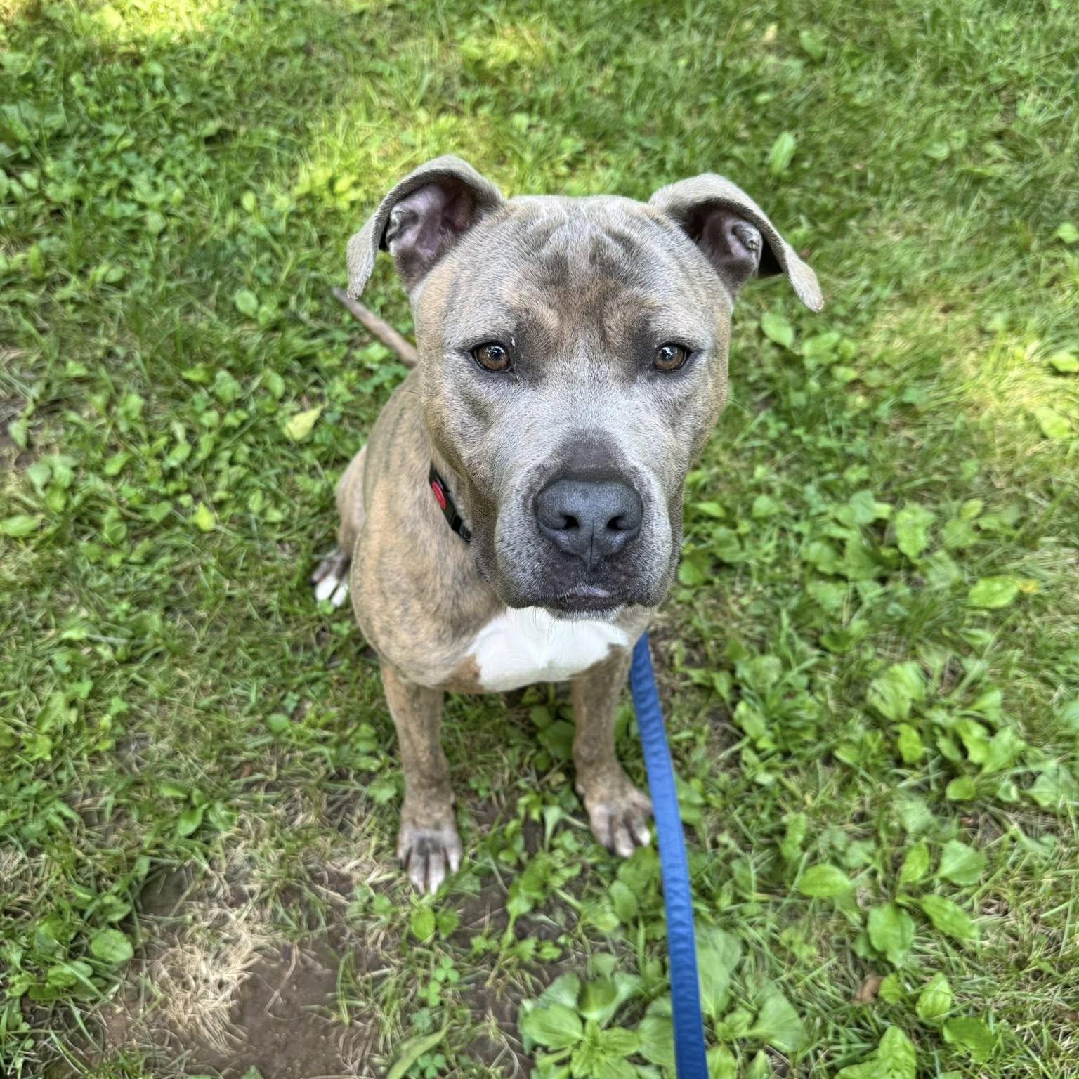 Enlarge Muenster, an adoptable mixed breed in Phoenixville, PA image 6/6