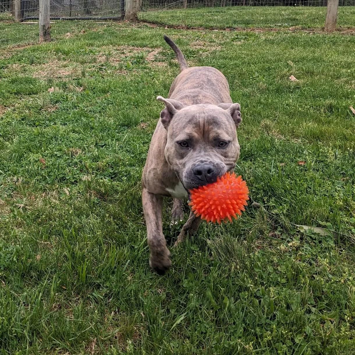 Enlarge Muenster, an adoptable mixed breed in Phoenixville, PA image 2/6