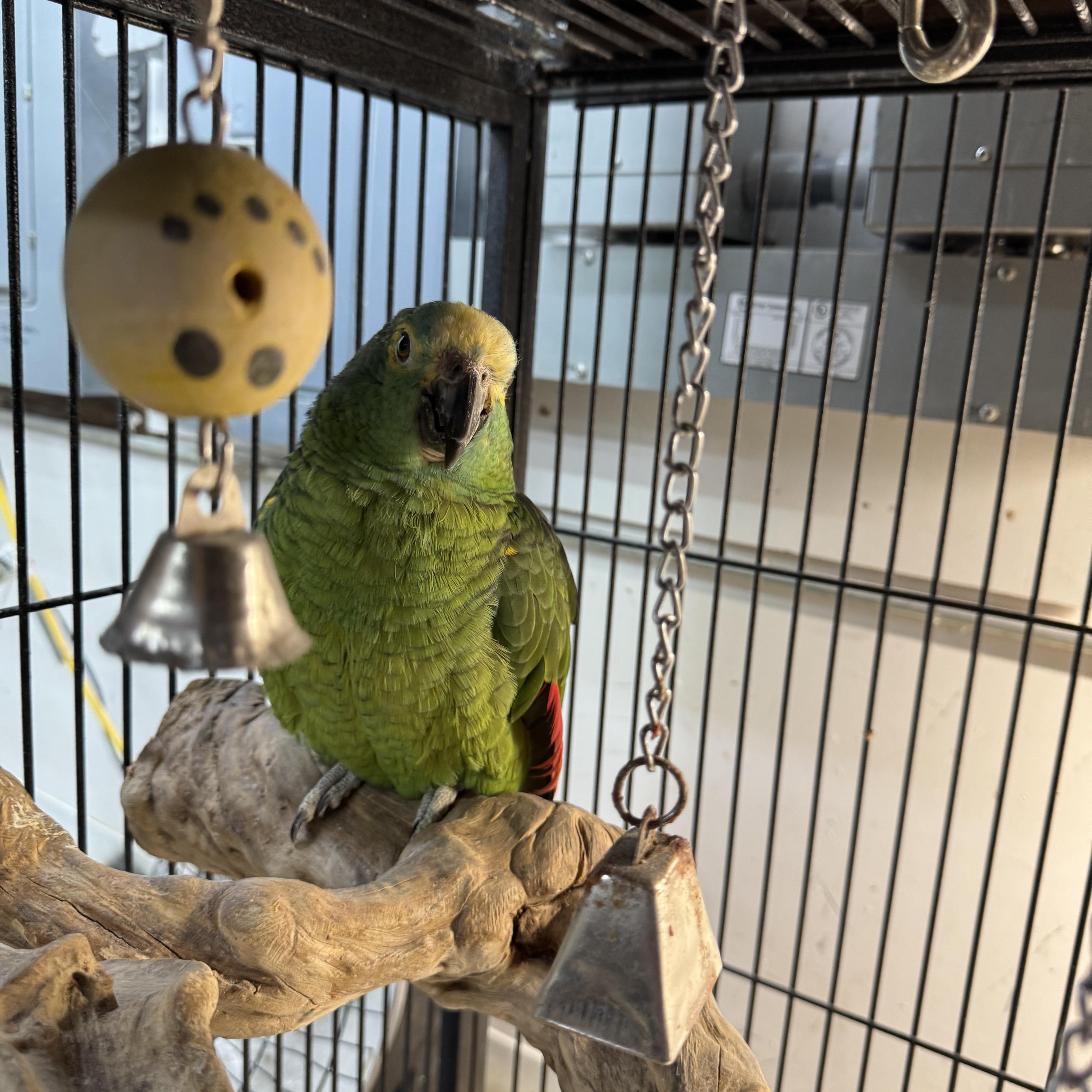 Enlarge Asti, a Adopted Amazon in Bend, OR image 1/1