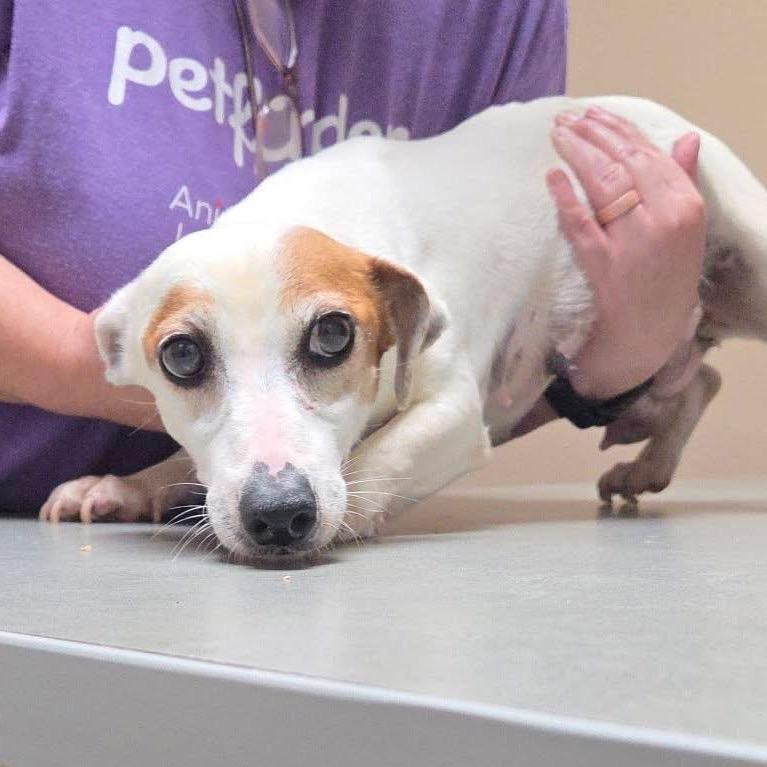 Enlarge Pekoe, a Adoptable mixed breed in Allen, TX image 1/6