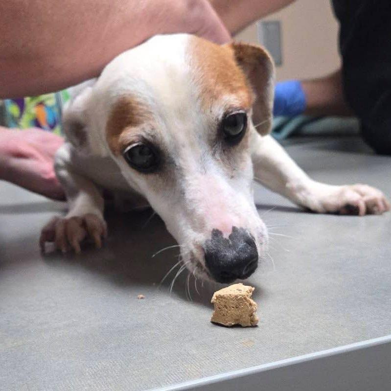 Enlarge Pekoe, a Adoptable mixed breed in Allen, TX image 2/6