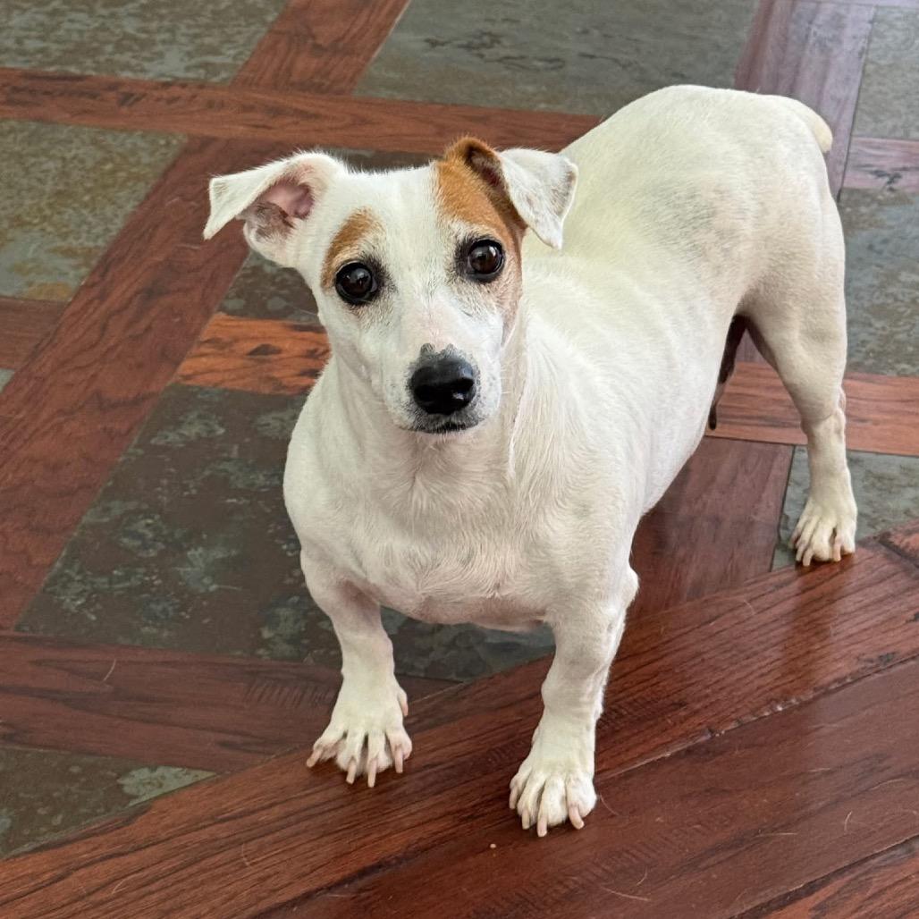 Enlarge Pekoe, a Adoptable mixed breed in Allen, TX image 3/6