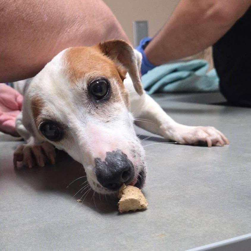 Enlarge Pekoe, a Adoptable mixed breed in Allen, TX image 5/6
