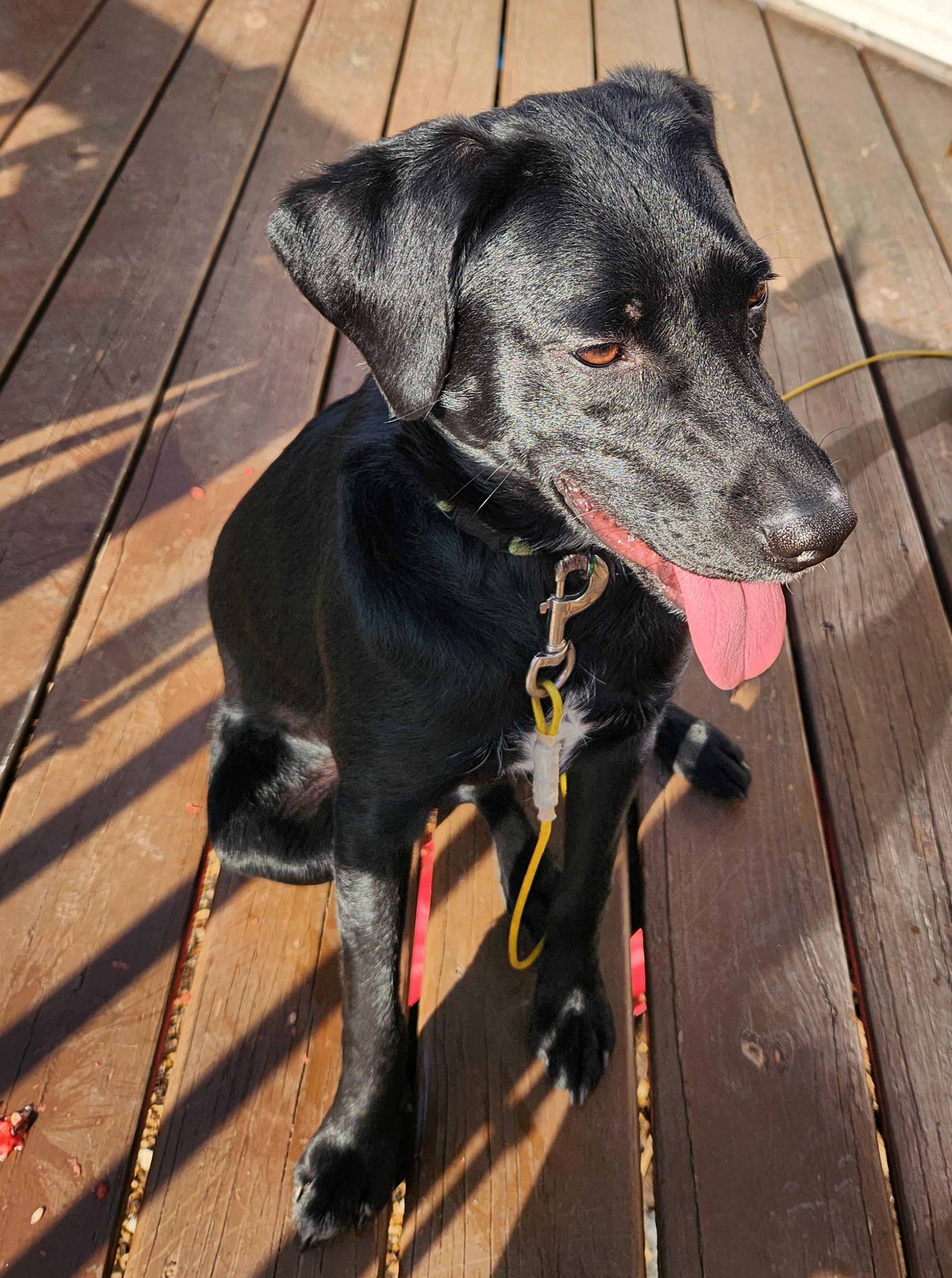 Enlarge Andrew (Rocket) IN FOSTER, a ADOPTABLE mixed breed in Joliet, IL image 4/4