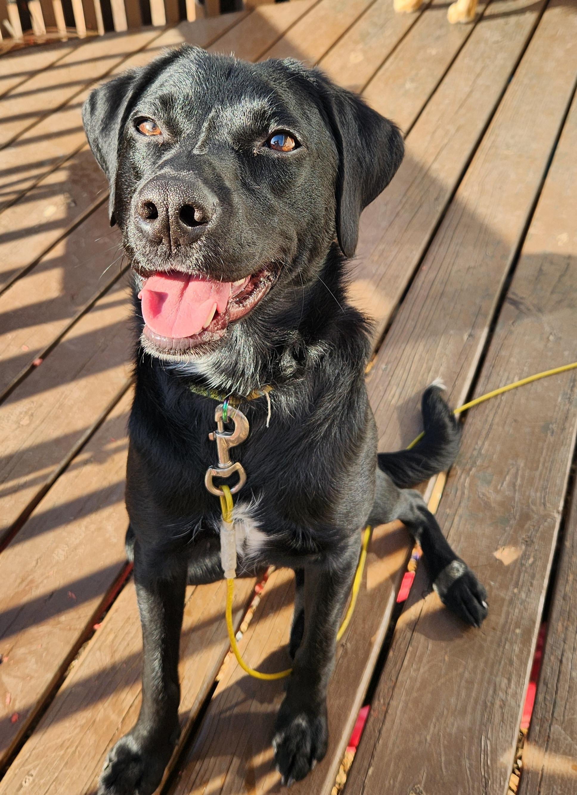 Enlarge Andrew (Rocket) IN FOSTER, a ADOPTABLE mixed breed in Joliet, IL image 3/4