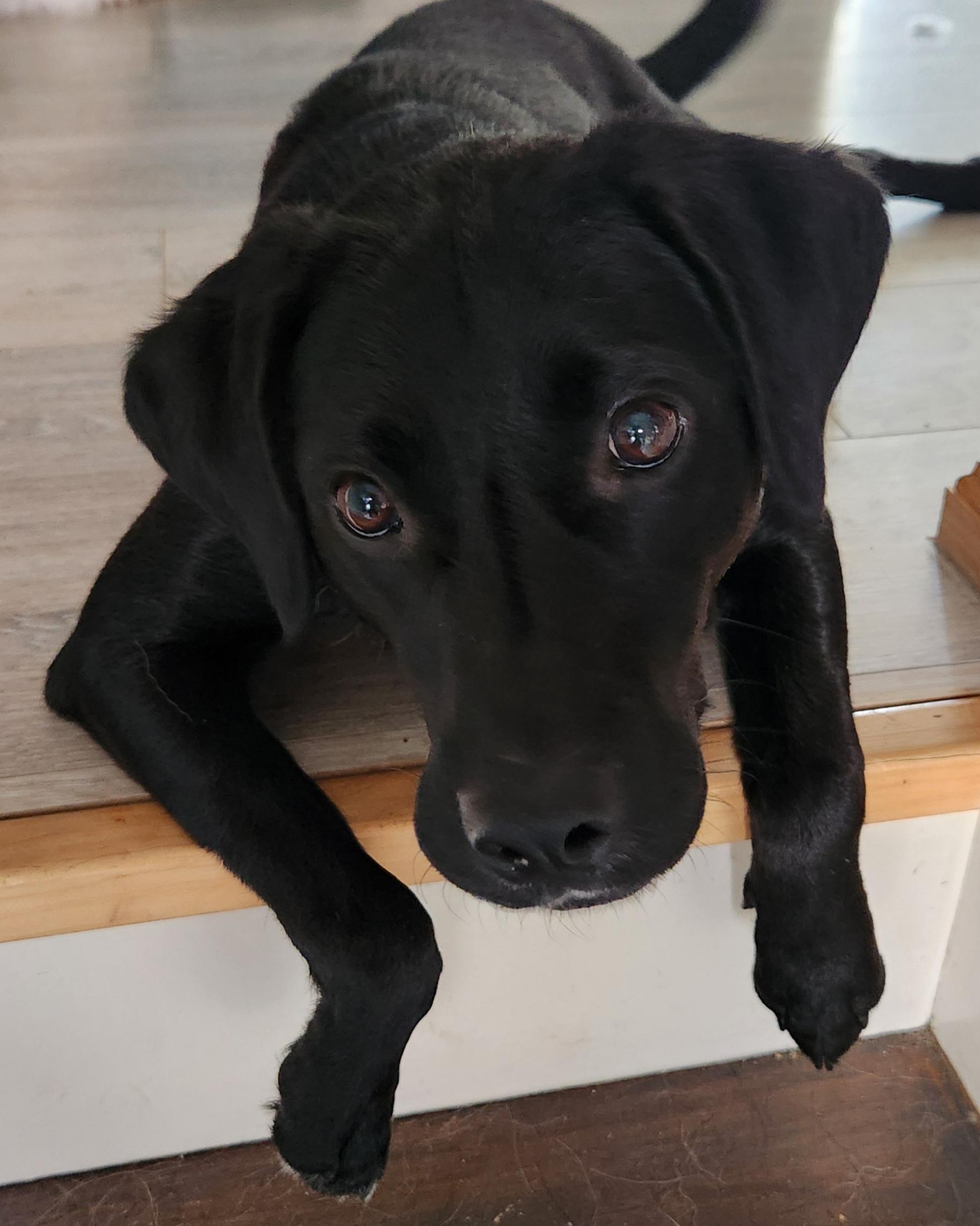 Enlarge Andrew (Rocket) IN FOSTER, a ADOPTABLE mixed breed in Joliet, IL image 2/4