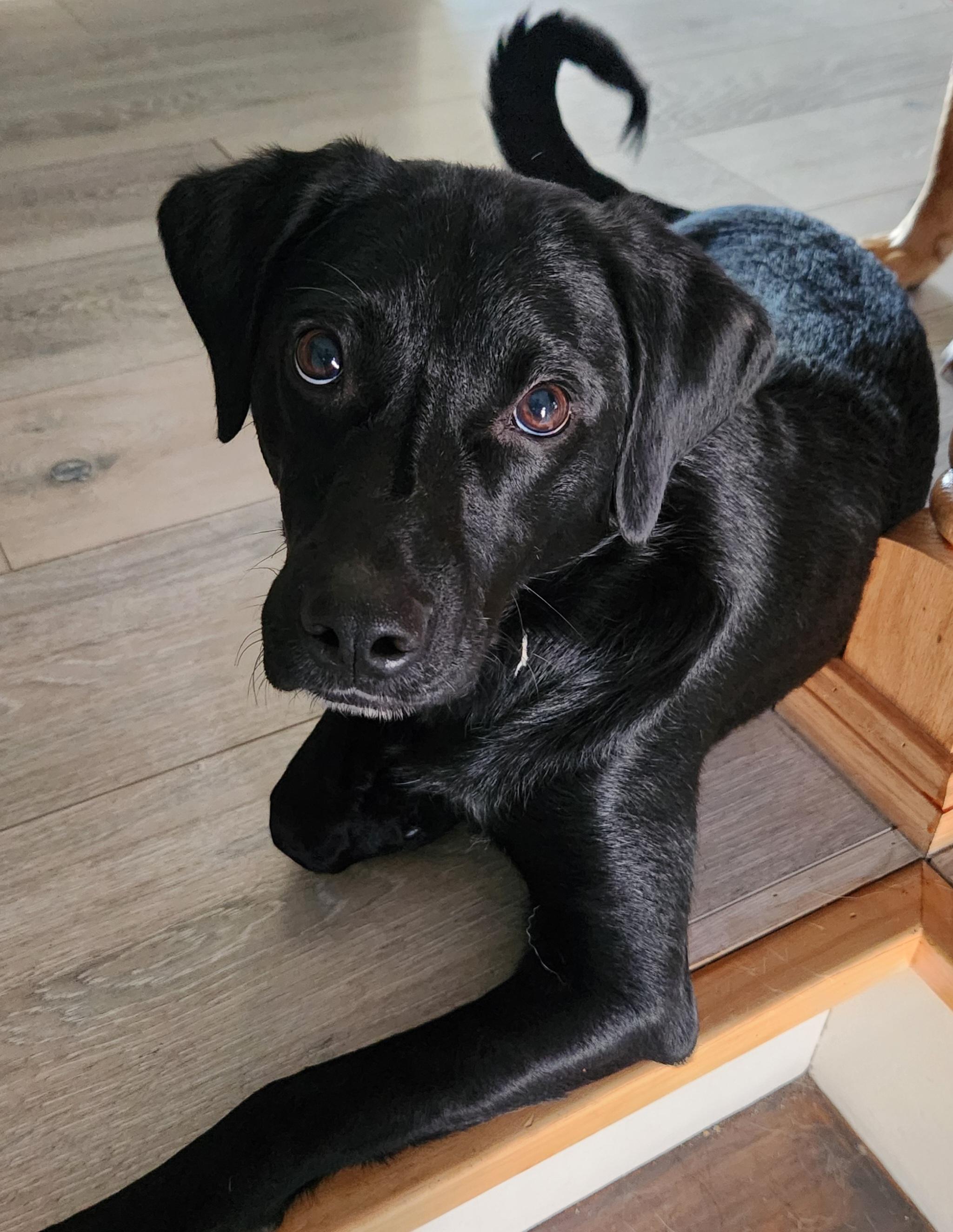 Enlarge Andrew (Rocket) IN FOSTER, a ADOPTABLE mixed breed in Joliet, IL image 1/4