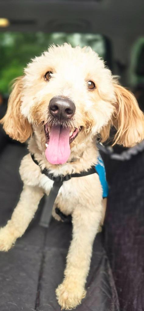 Teddi, Adoptable, Young Male Poodle.