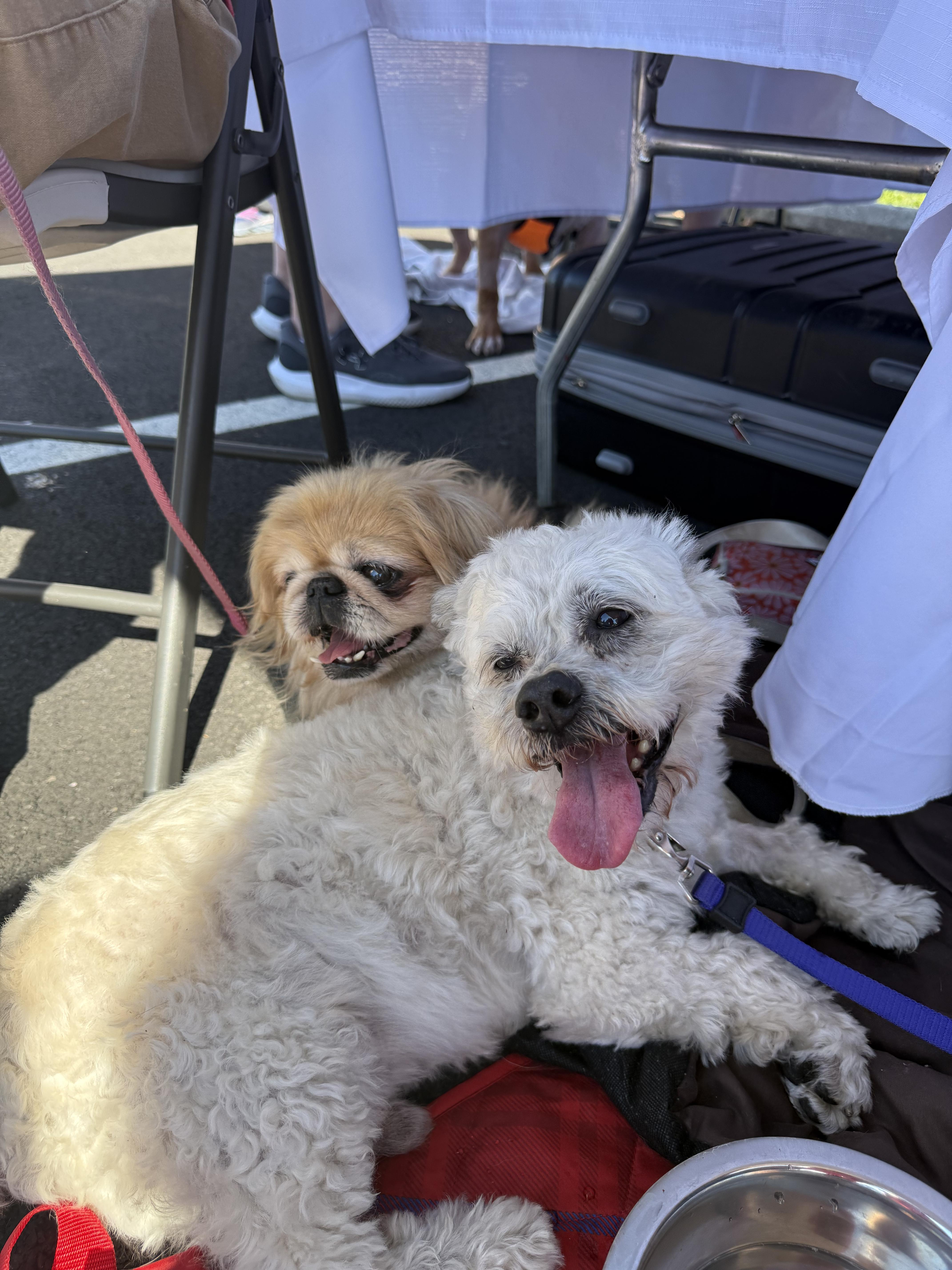 Enlarge STEVIE, a Adoptable Pekingese in Philadelphia, PA image 3/5