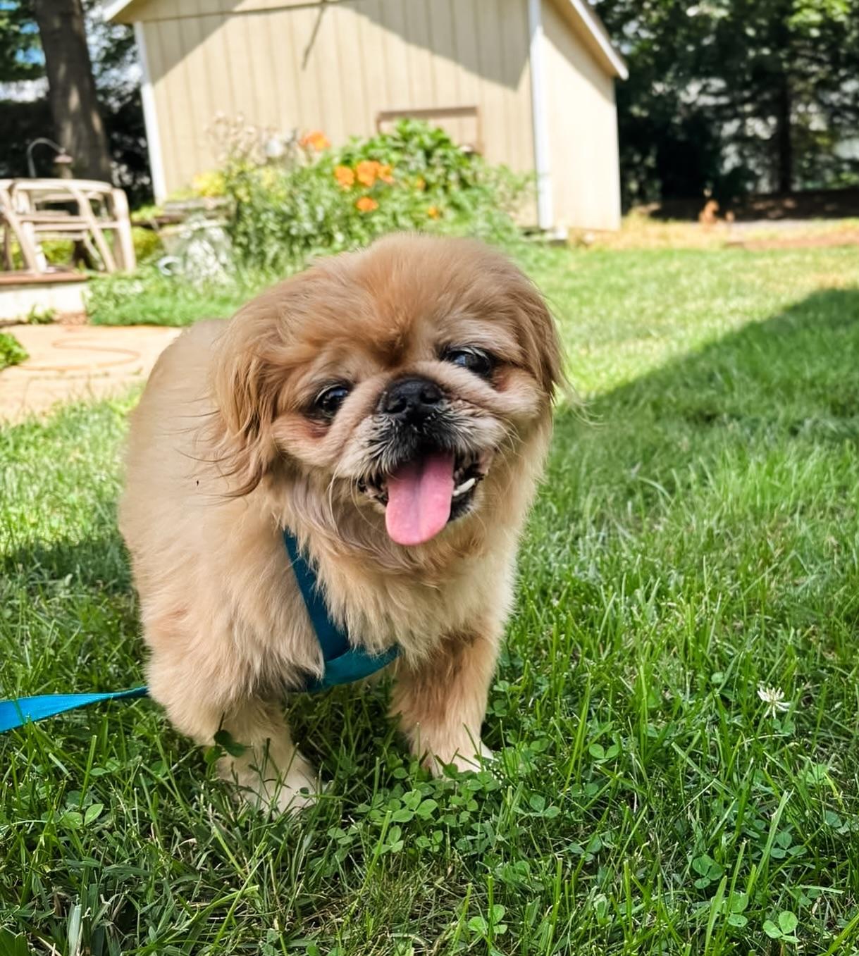 Enlarge STEVIE, a Adoptable Pekingese in Philadelphia, PA image 4/5