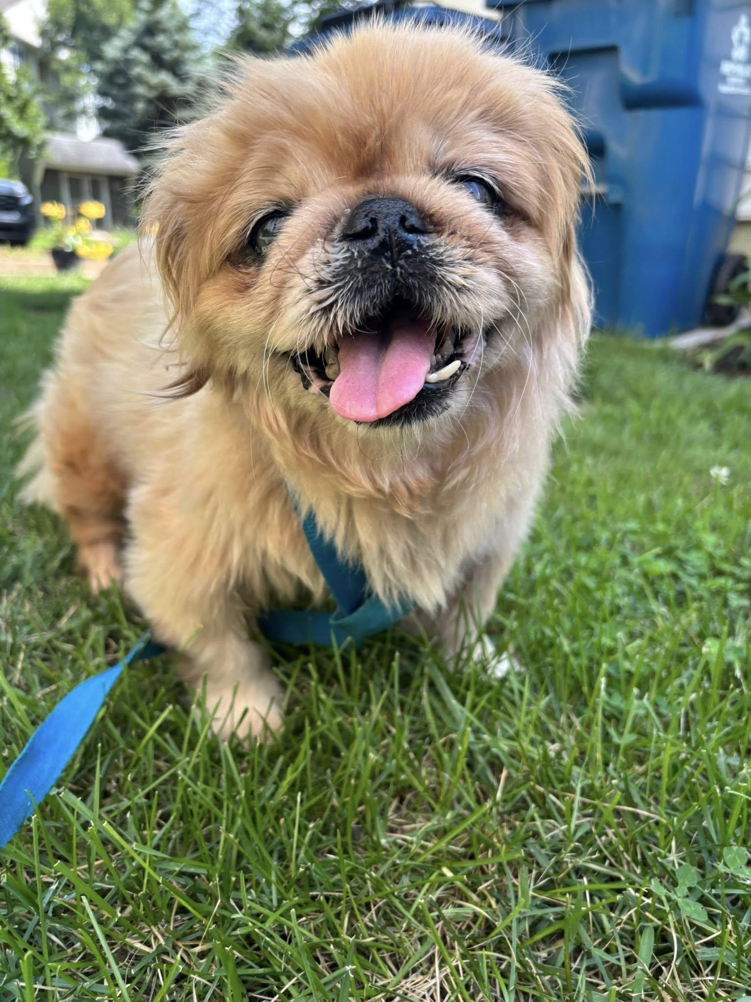 Enlarge STEVIE, a Adoptable Pekingese in Philadelphia, PA image 1/5