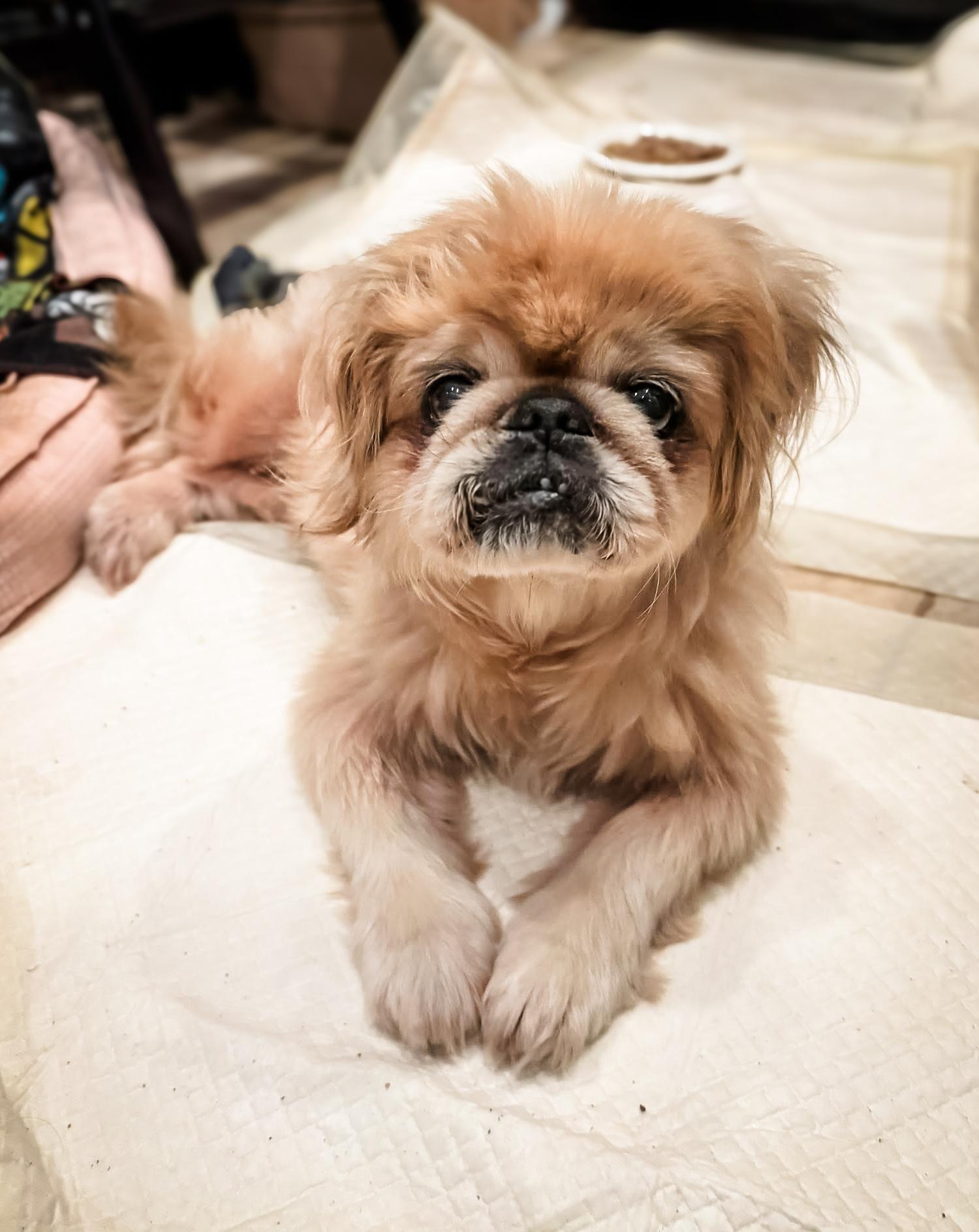 Enlarge STEVIE, a Adoptable Pekingese in Philadelphia, PA image 5/5