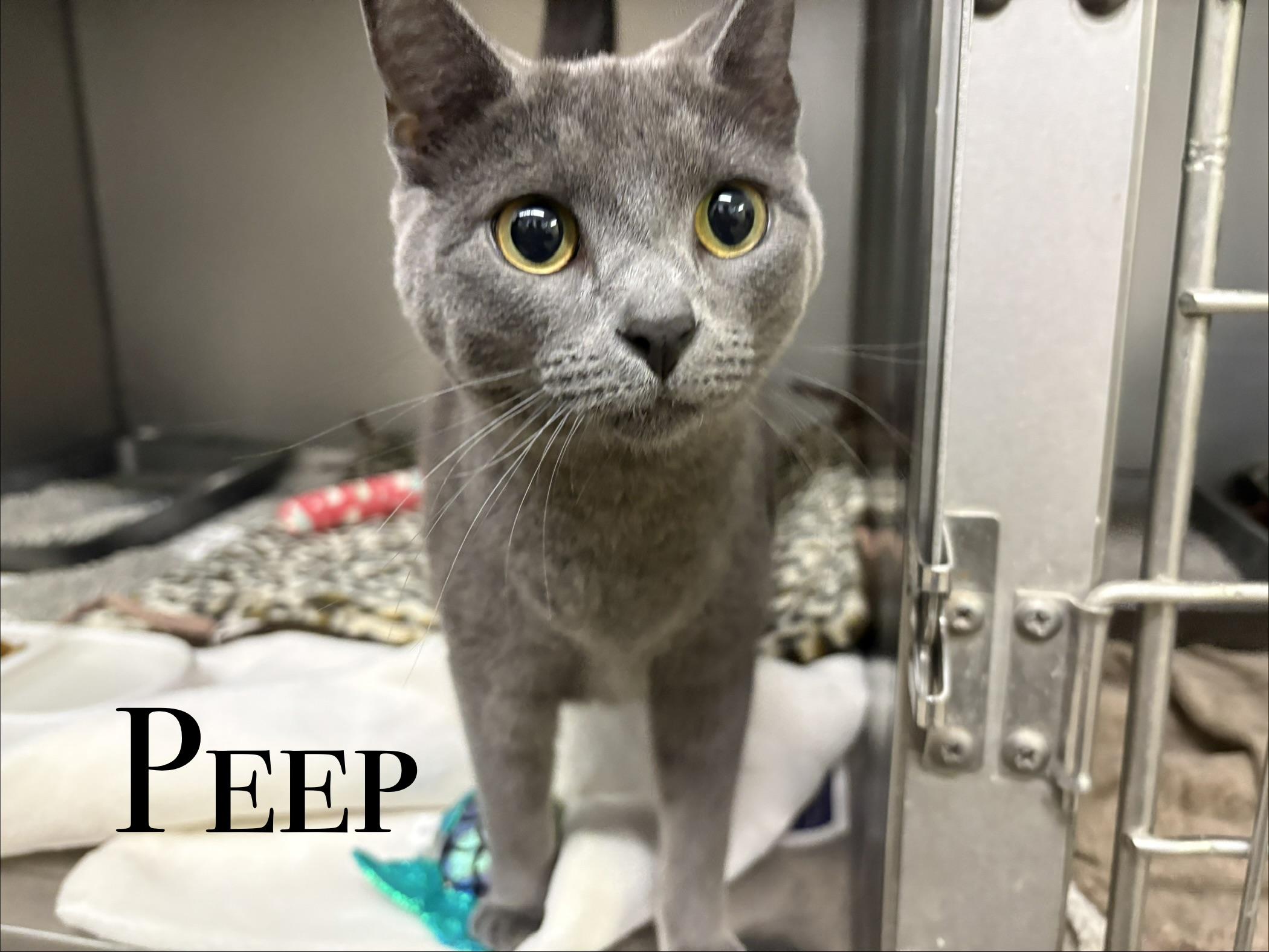 Enlarge Peep, an adopted Domestic Short Hair in Craig, CO image 1/1