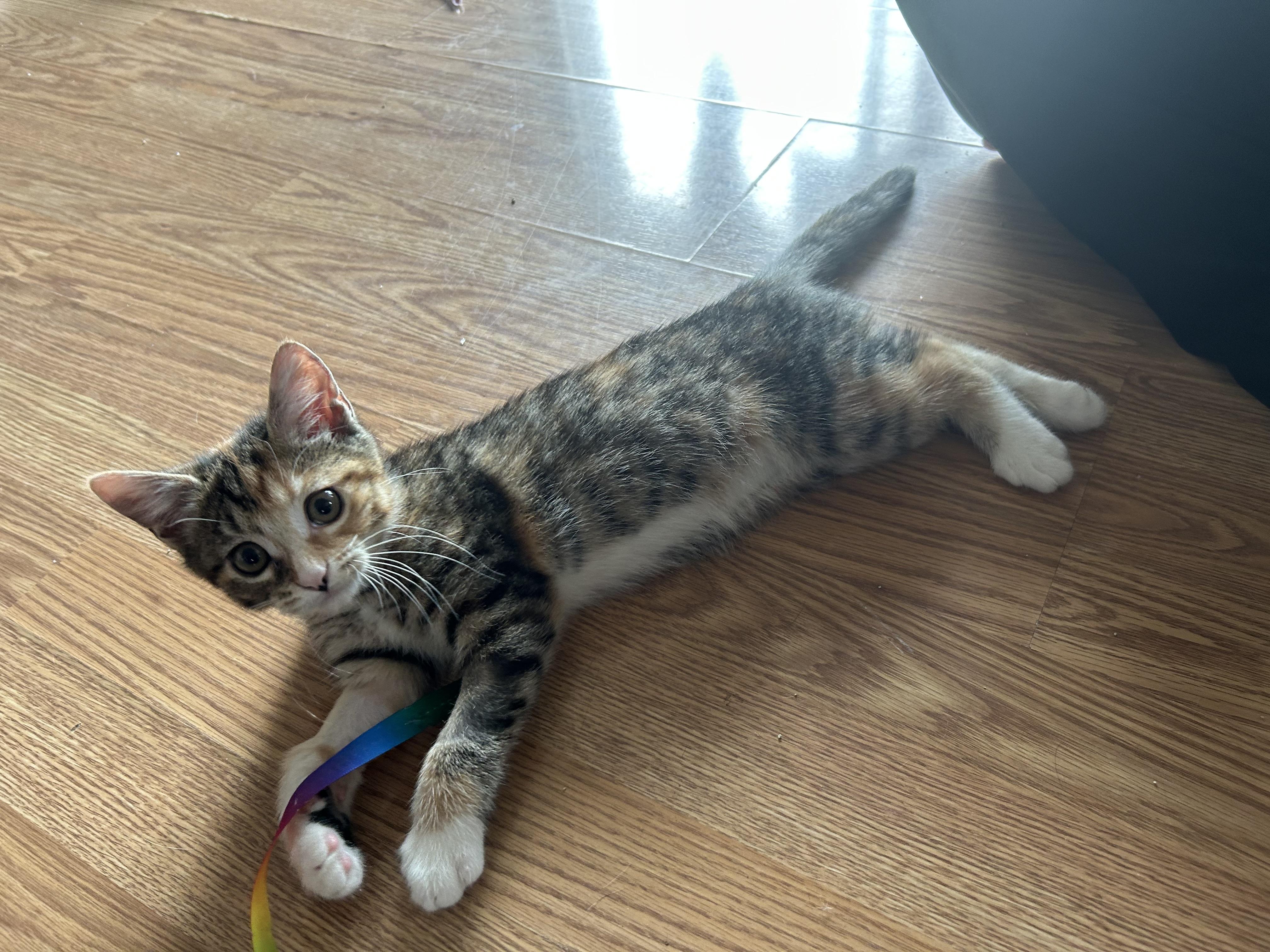 Hestia, an adoptable Domestic Short Hair in Fredericton, NB, E3B 1K8 | Photo Image 2