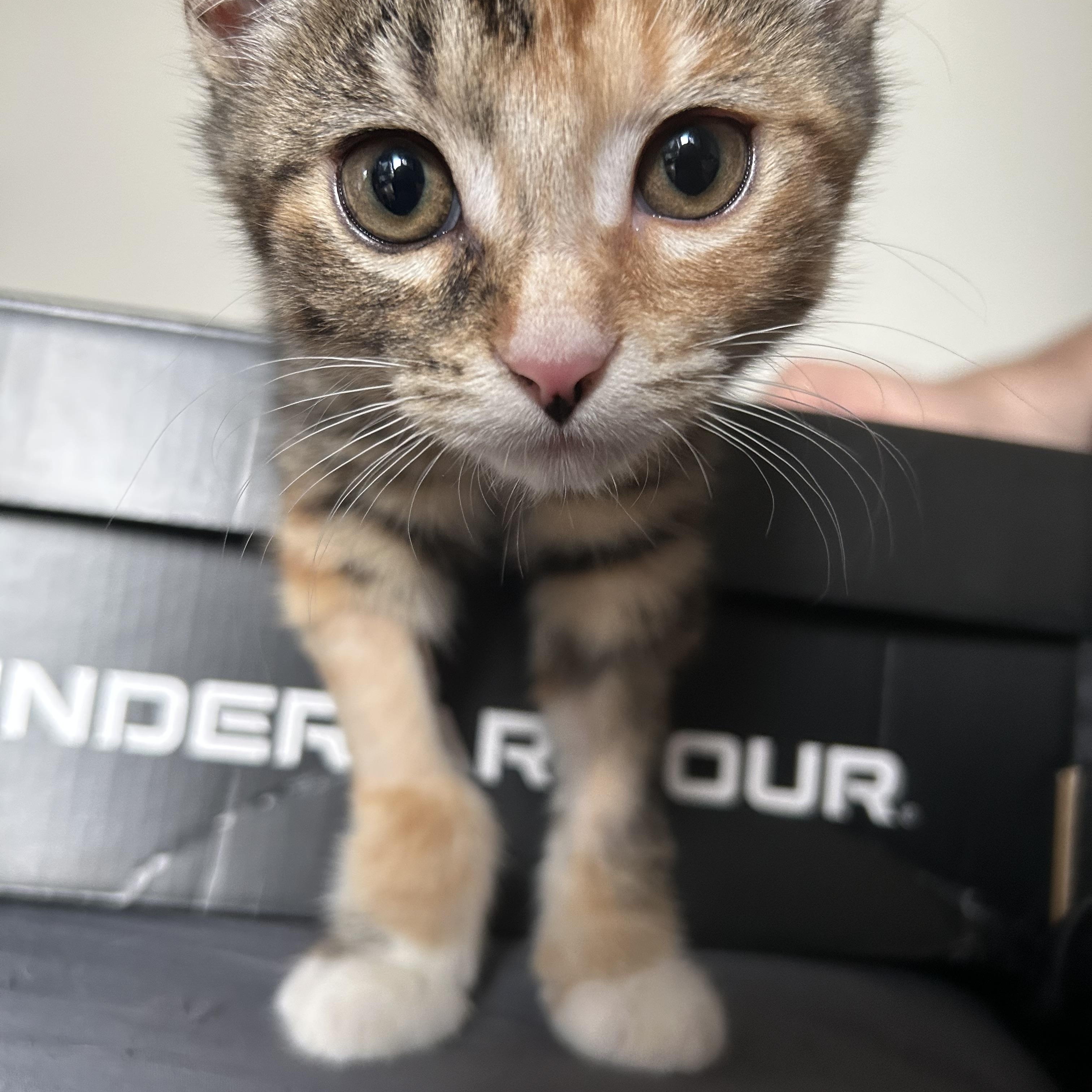 Hestia, an adoptable Domestic Short Hair in Fredericton, NB, E3B 1K8 | Photo Image 3