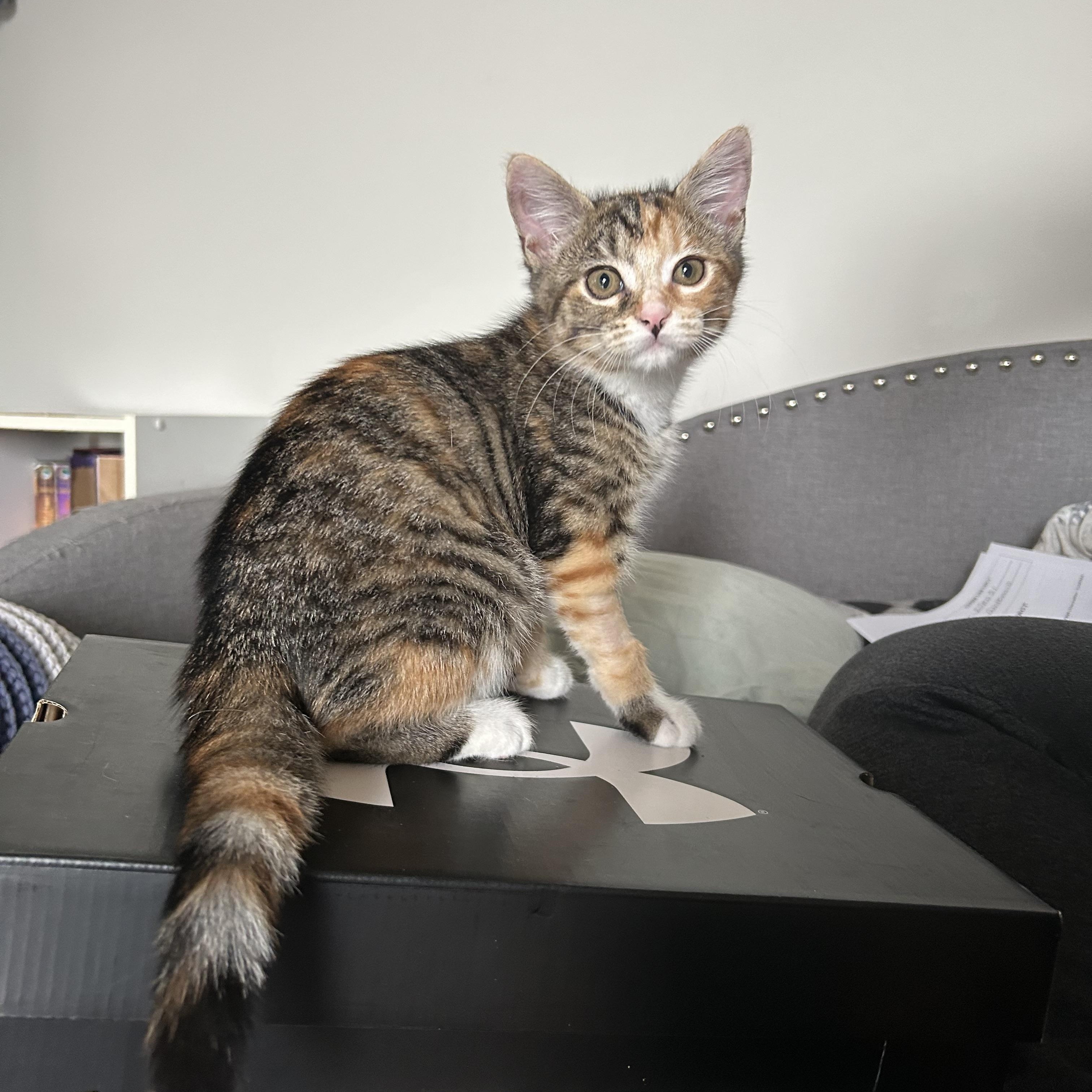 Hestia, an adoptable Domestic Short Hair in Fredericton, NB, E3B 1K8 | Photo Image 1