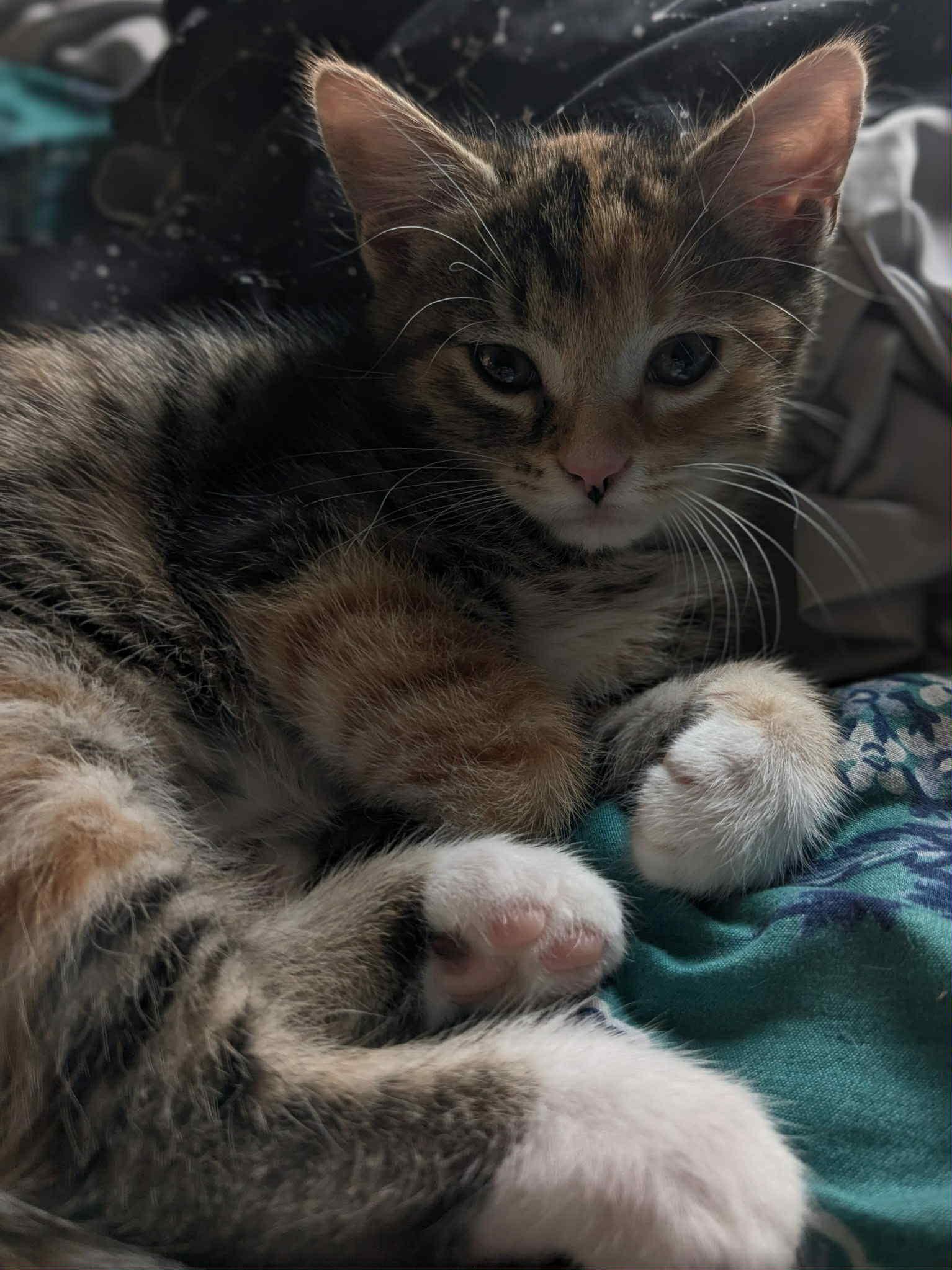 Hestia, an adoptable Domestic Short Hair in Fredericton, NB, E3B 1K8 | Photo Image 4