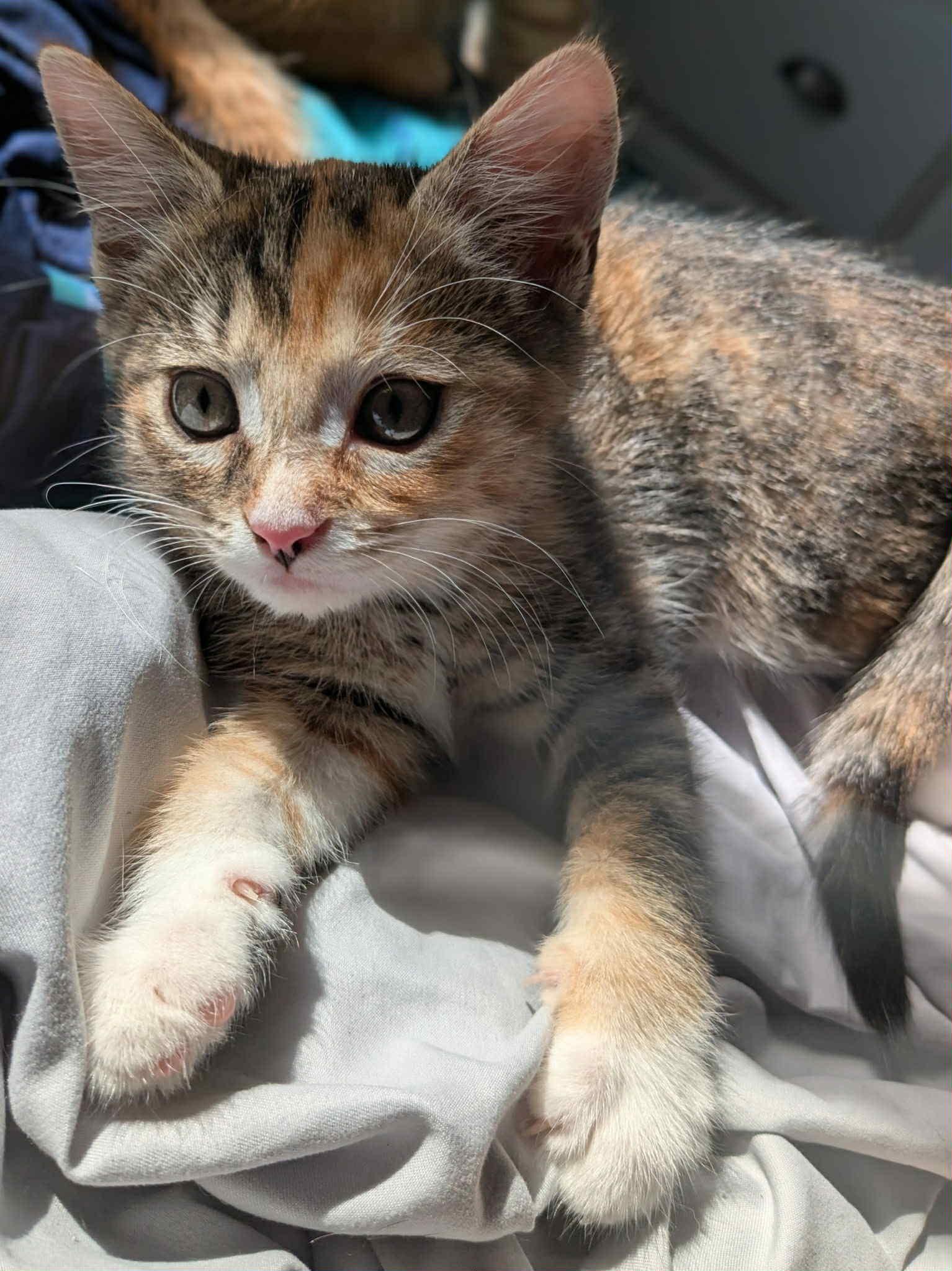 Hestia, an adoptable Domestic Short Hair in Fredericton, NB, E3B 1K8 | Photo Image 5