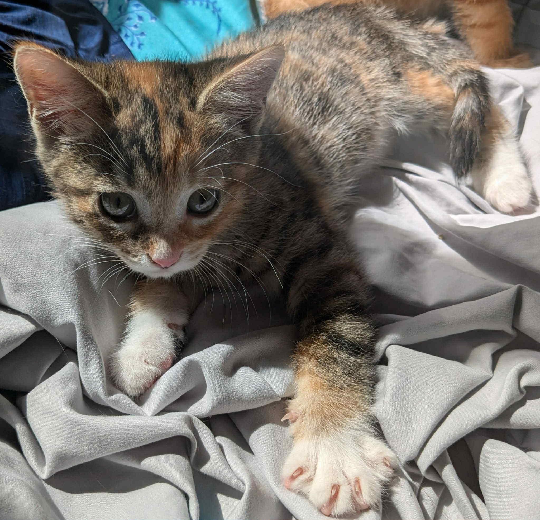 Hestia, an adoptable Domestic Short Hair in Fredericton, NB, E3B 1K8 | Photo Image 6