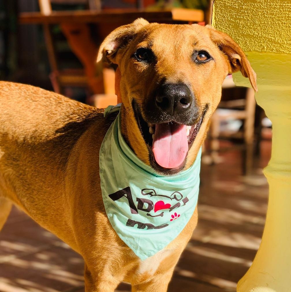 Hazel, ADOPTABLE, Puppy Female Mixed Breed.
