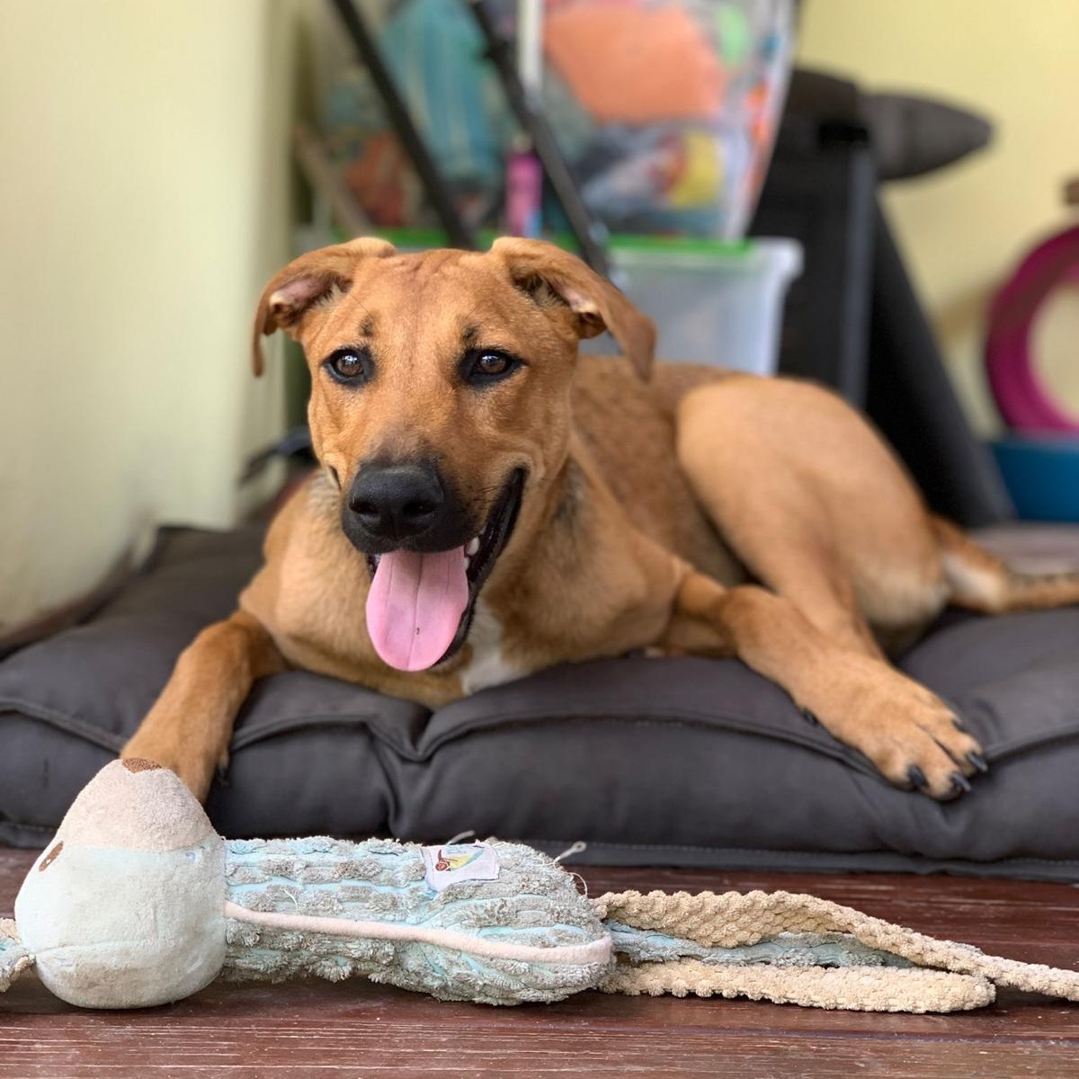 Hazel, a ADOPTABLE Mixed Breed in Weymouth, MA image 3/6