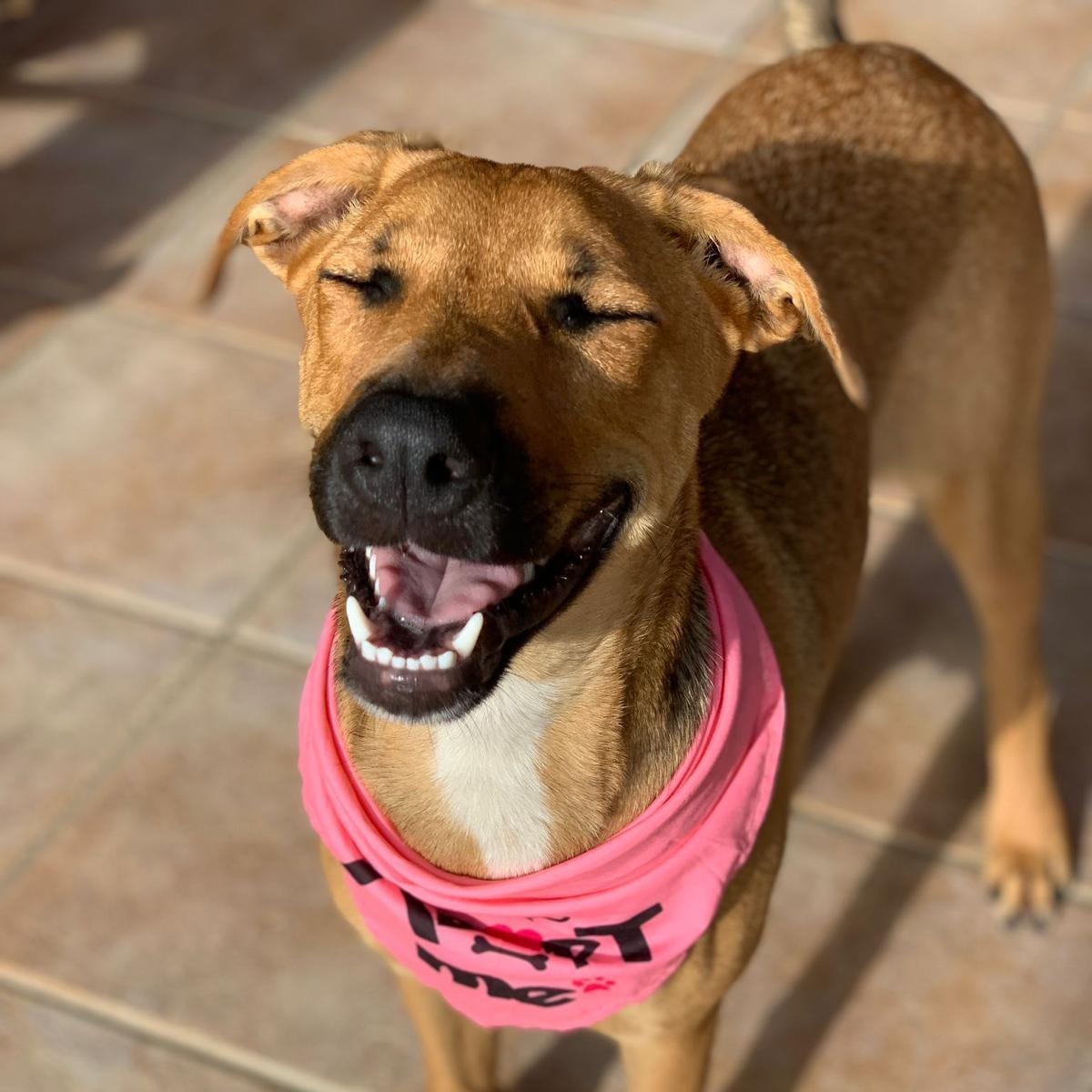 Hazel, a ADOPTABLE Mixed Breed in Weymouth, MA image 4/6