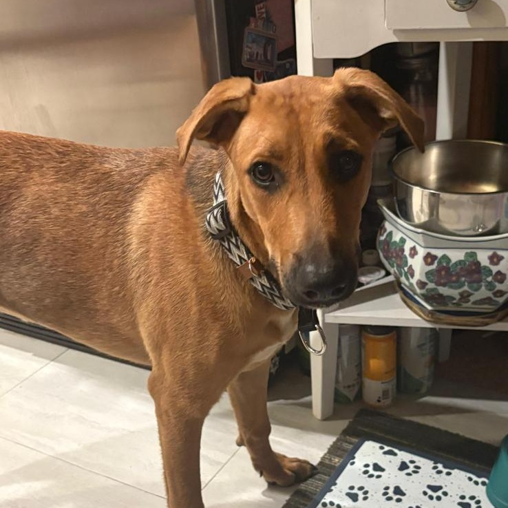 Hazel, a ADOPTABLE Mixed Breed in Weymouth, MA image 6/6