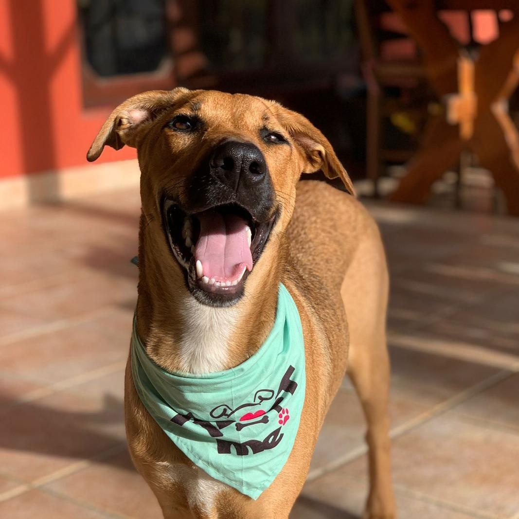 Hazel, a ADOPTABLE Mixed Breed in Weymouth, MA image 5/6