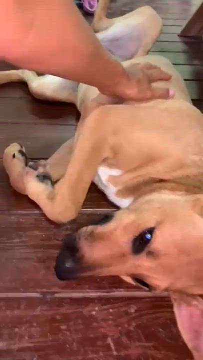Enlarge Hazel, a ADOPTABLE Mixed Breed in Weymouth, MA video 2/6