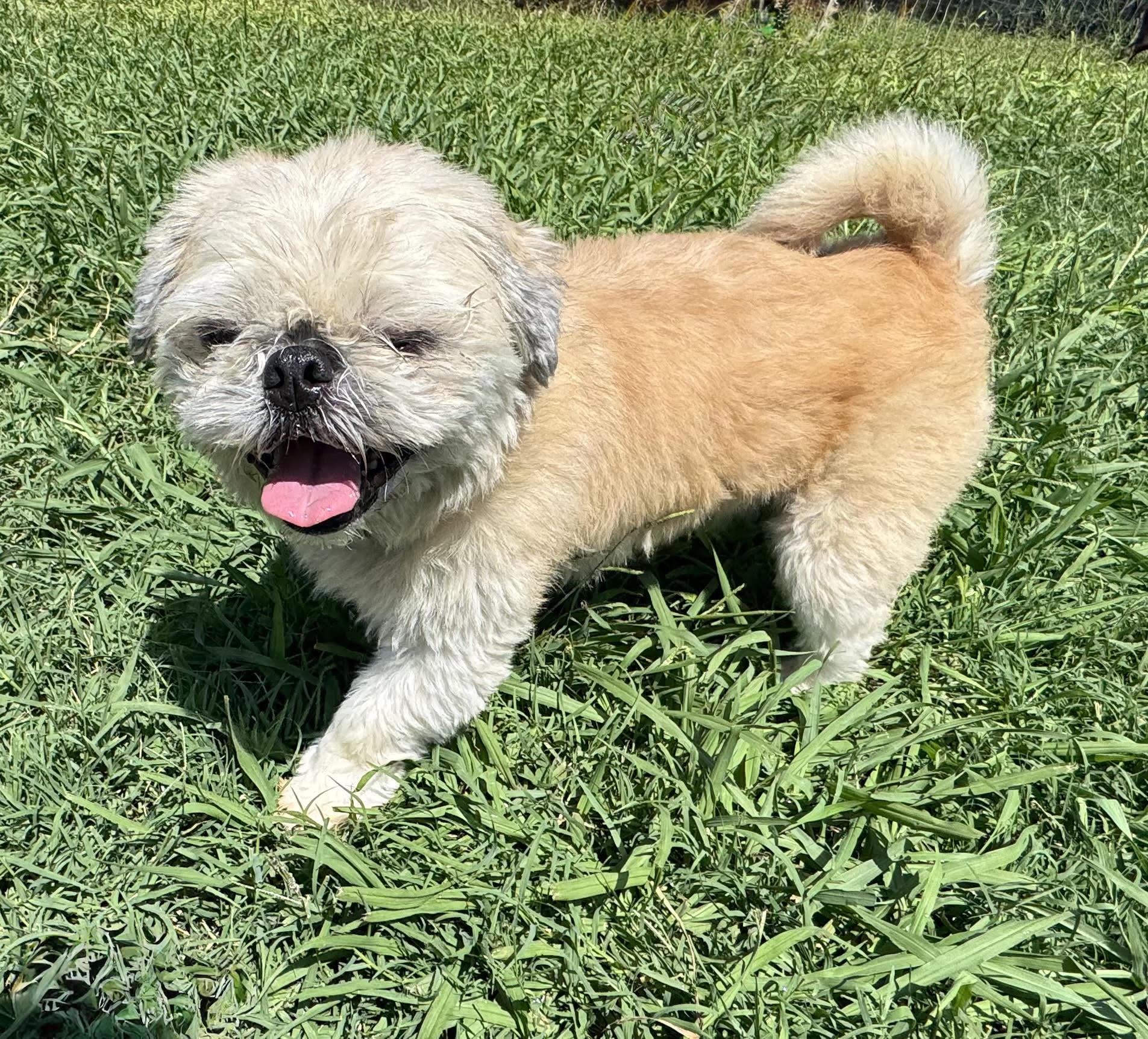 Milo, an adopted Shih Tzu in Maiden, NC image 2/4