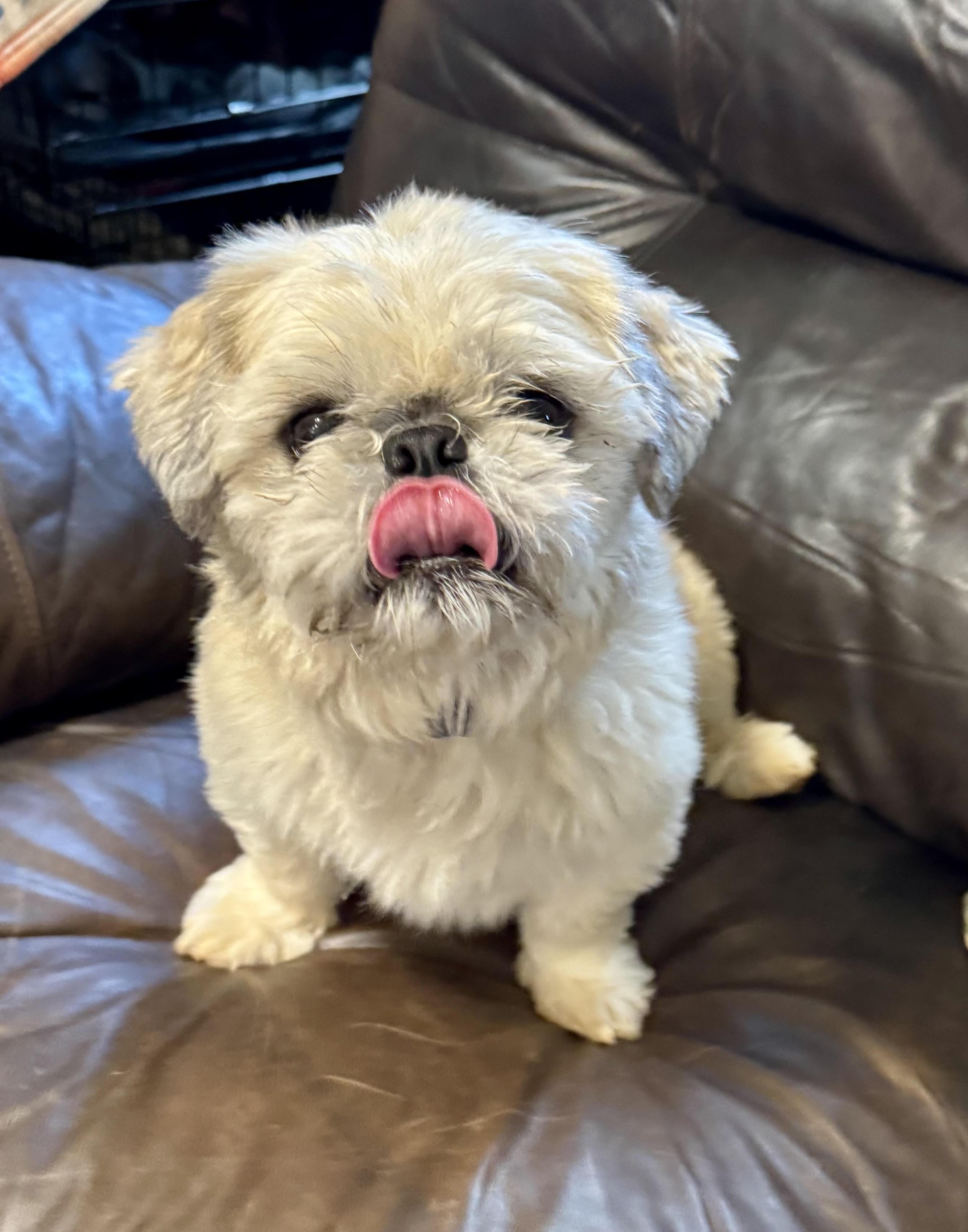 Milo, an adopted Shih Tzu in Maiden, NC image 4/4