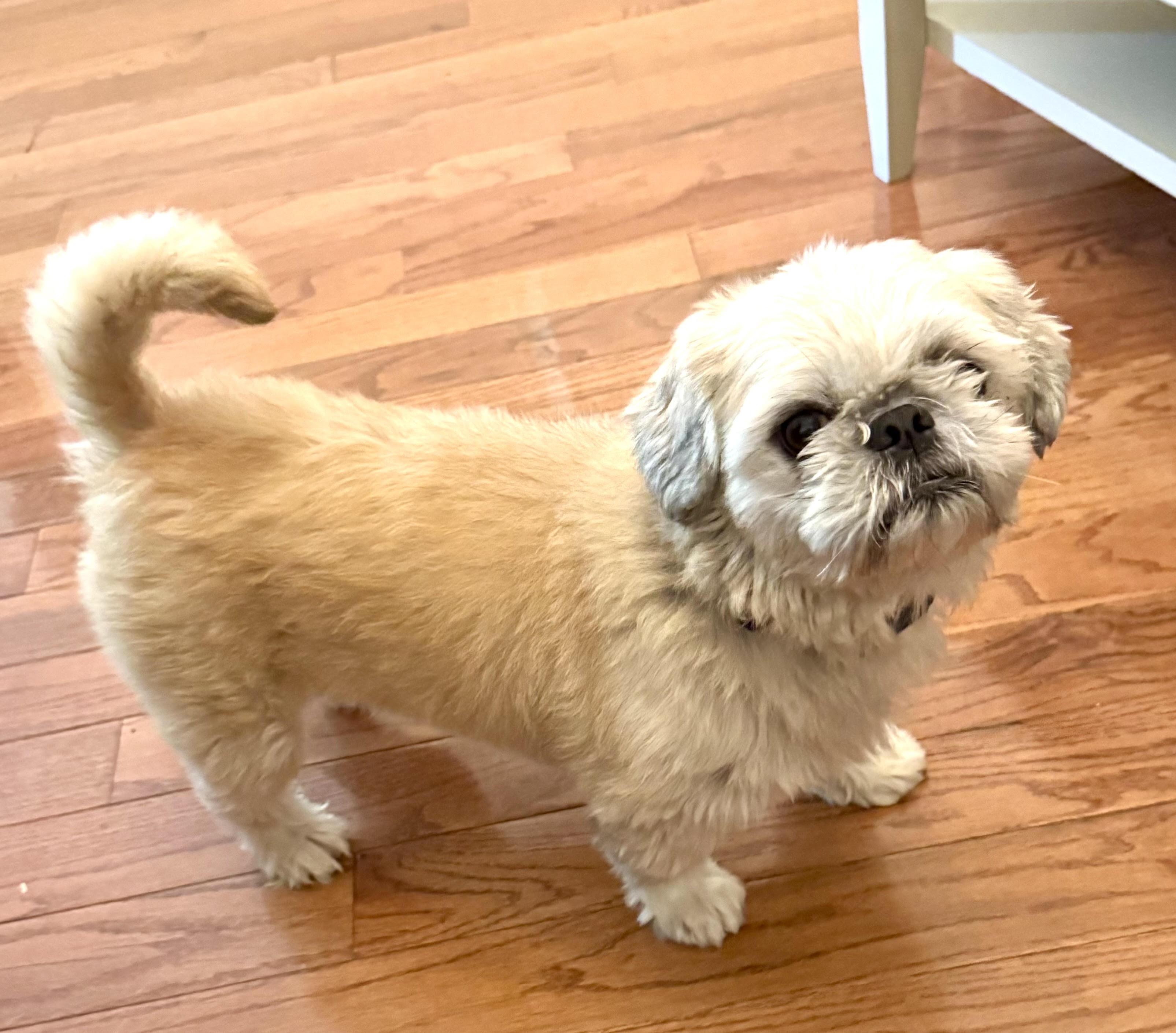 Milo, an adopted Shih Tzu in Maiden, NC image 3/4