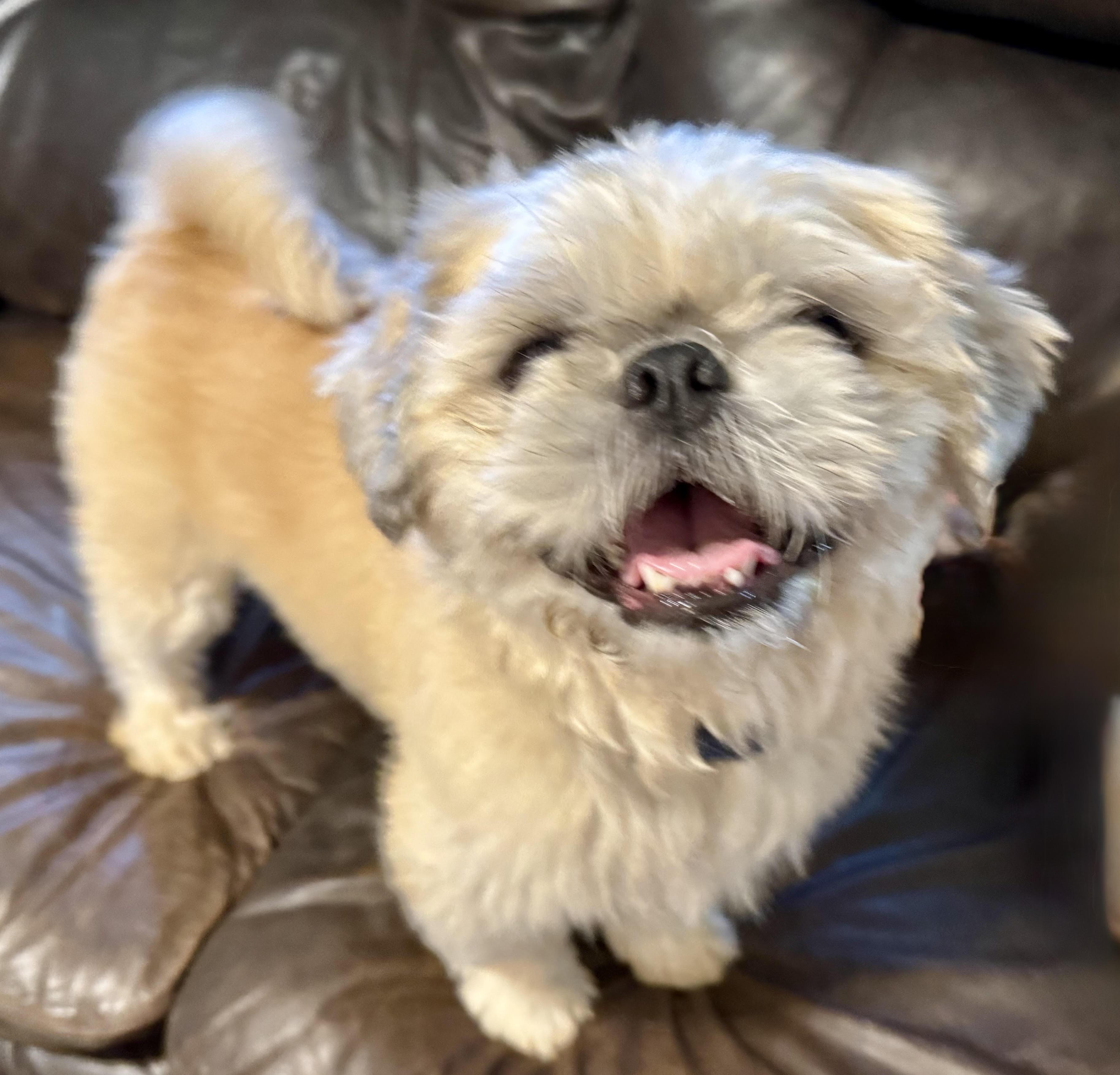 Milo, adopted, Adult Male Shih Tzu.