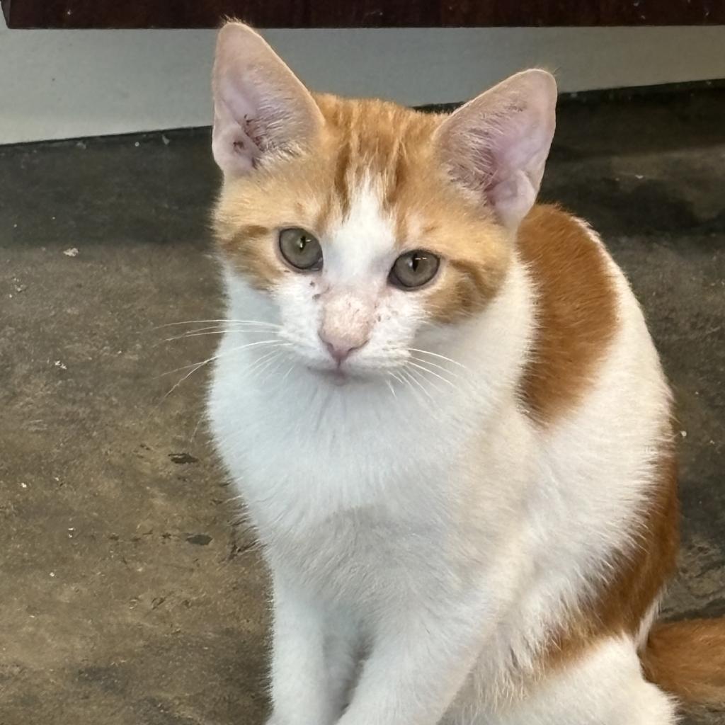 Enlarge Stubbs, a Adoptable Domestic Short Hair in Garfield, AR image 1/1