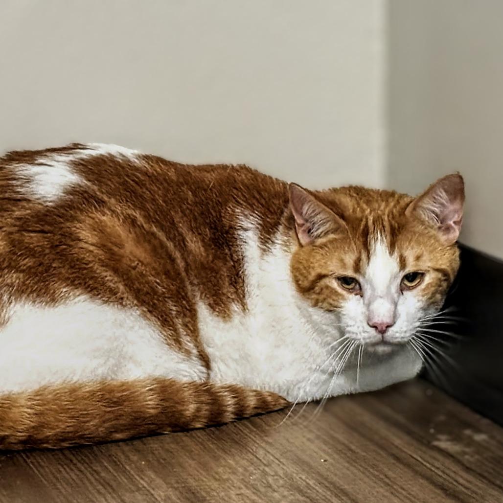 Stubbs, a Adoptable Domestic Short Hair in Garfield, AR image 1/2