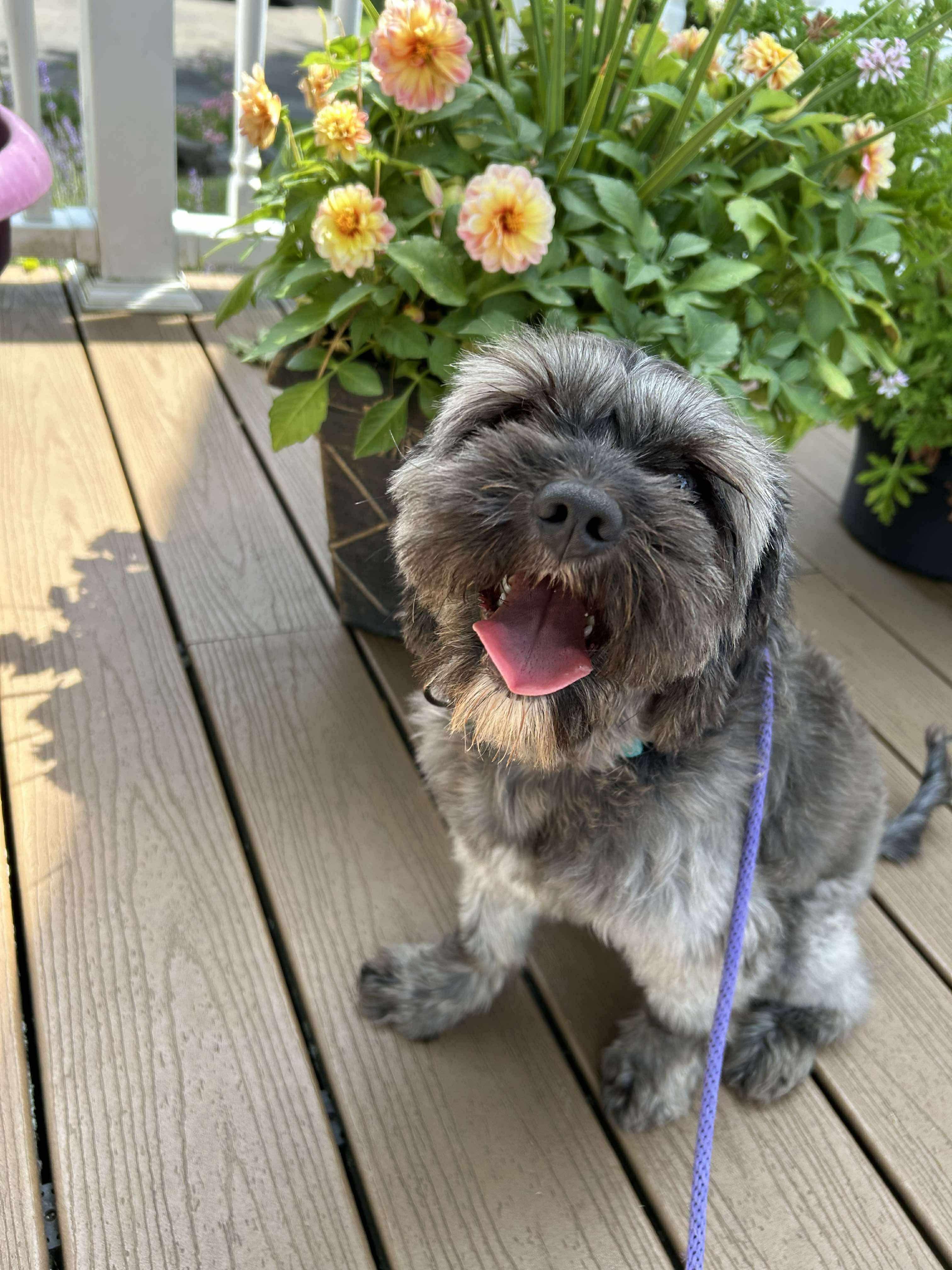 Felix, an adoptable Schnauzer in Rochester , NY, 14624 | Photo Image 3