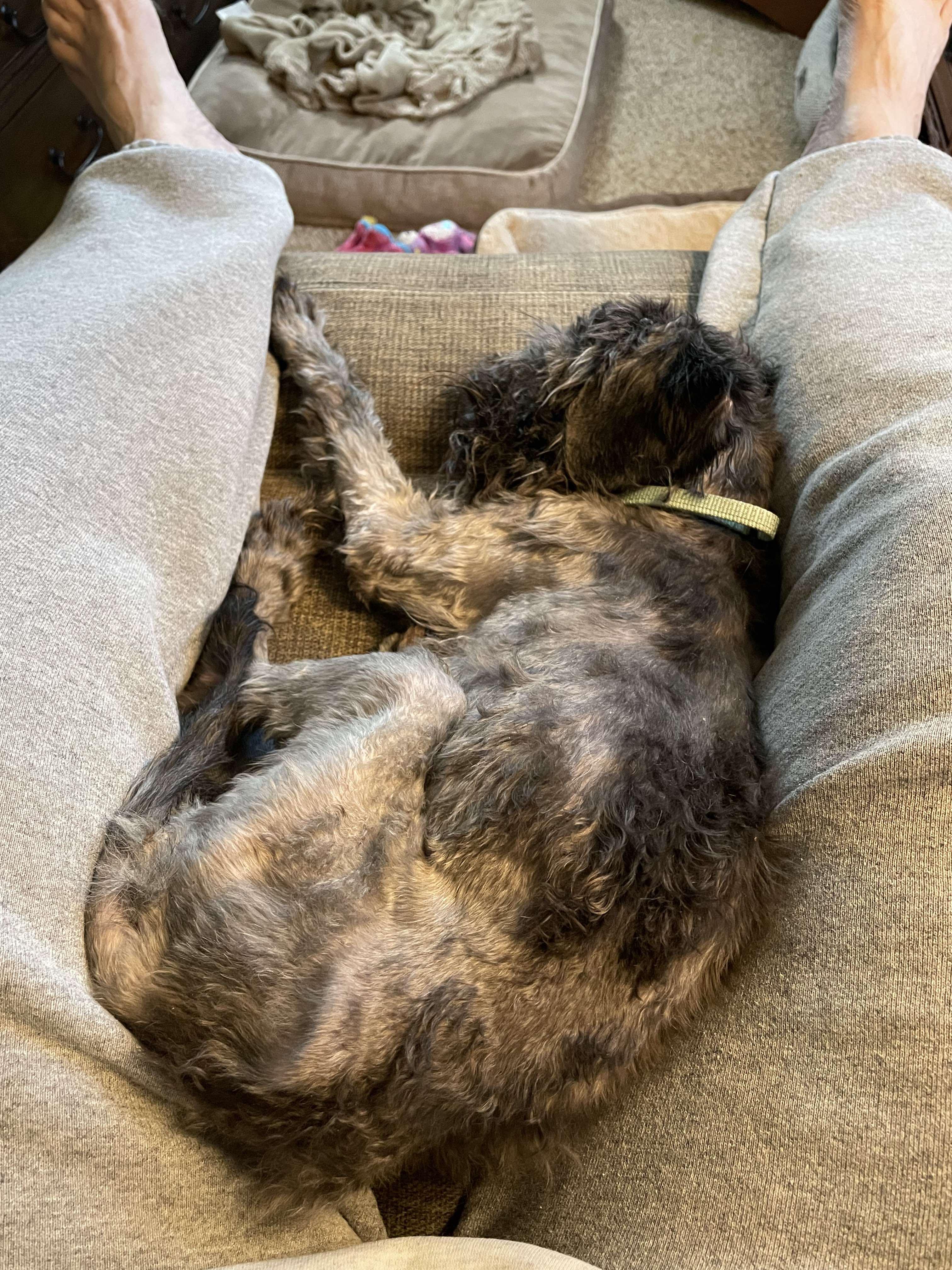Felix, an adoptable Schnauzer in Rochester , NY, 14624 | Photo Image 6