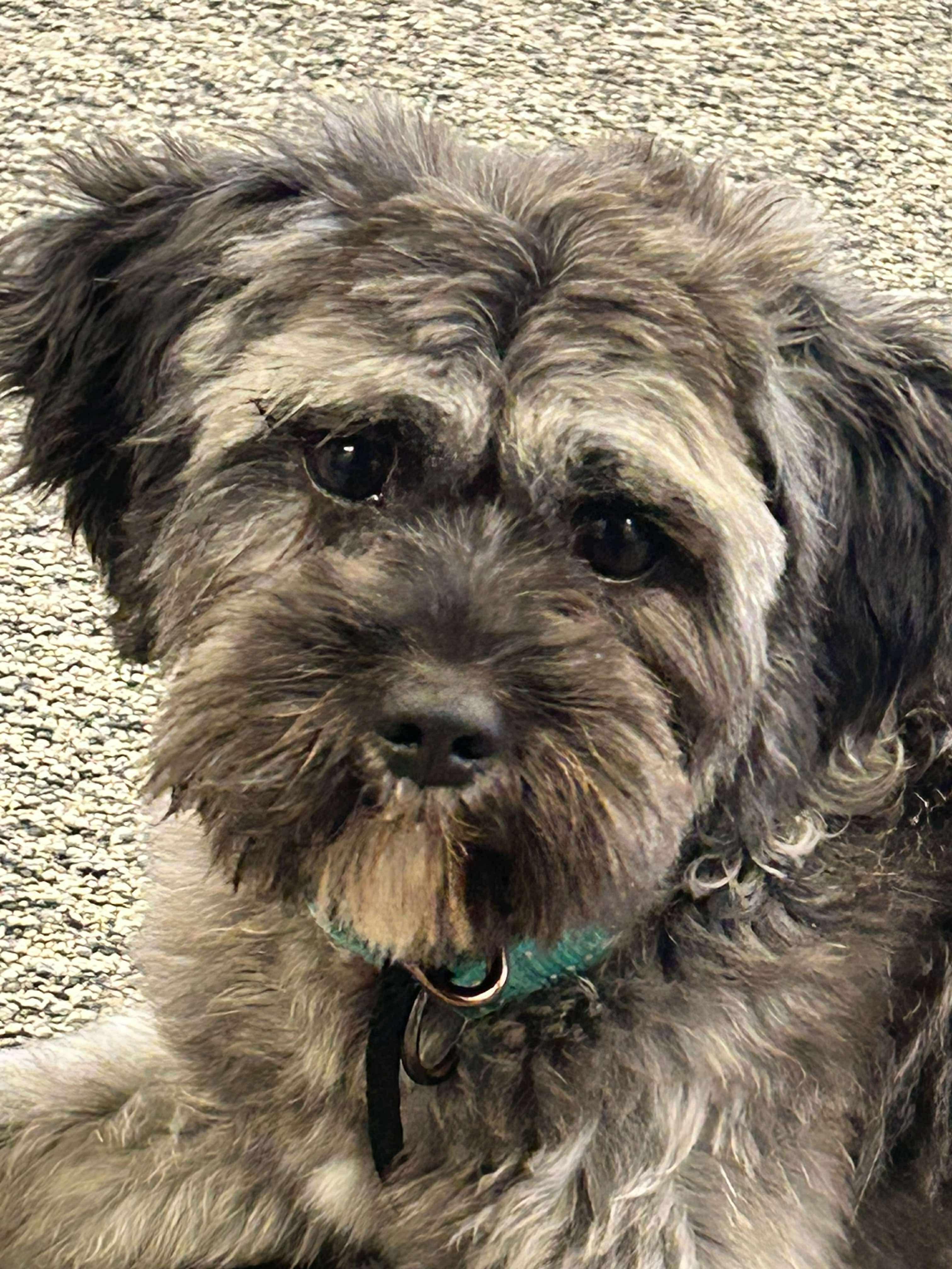 Felix, an adoptable Schnauzer in Rochester , NY, 14624 | Photo Image 5