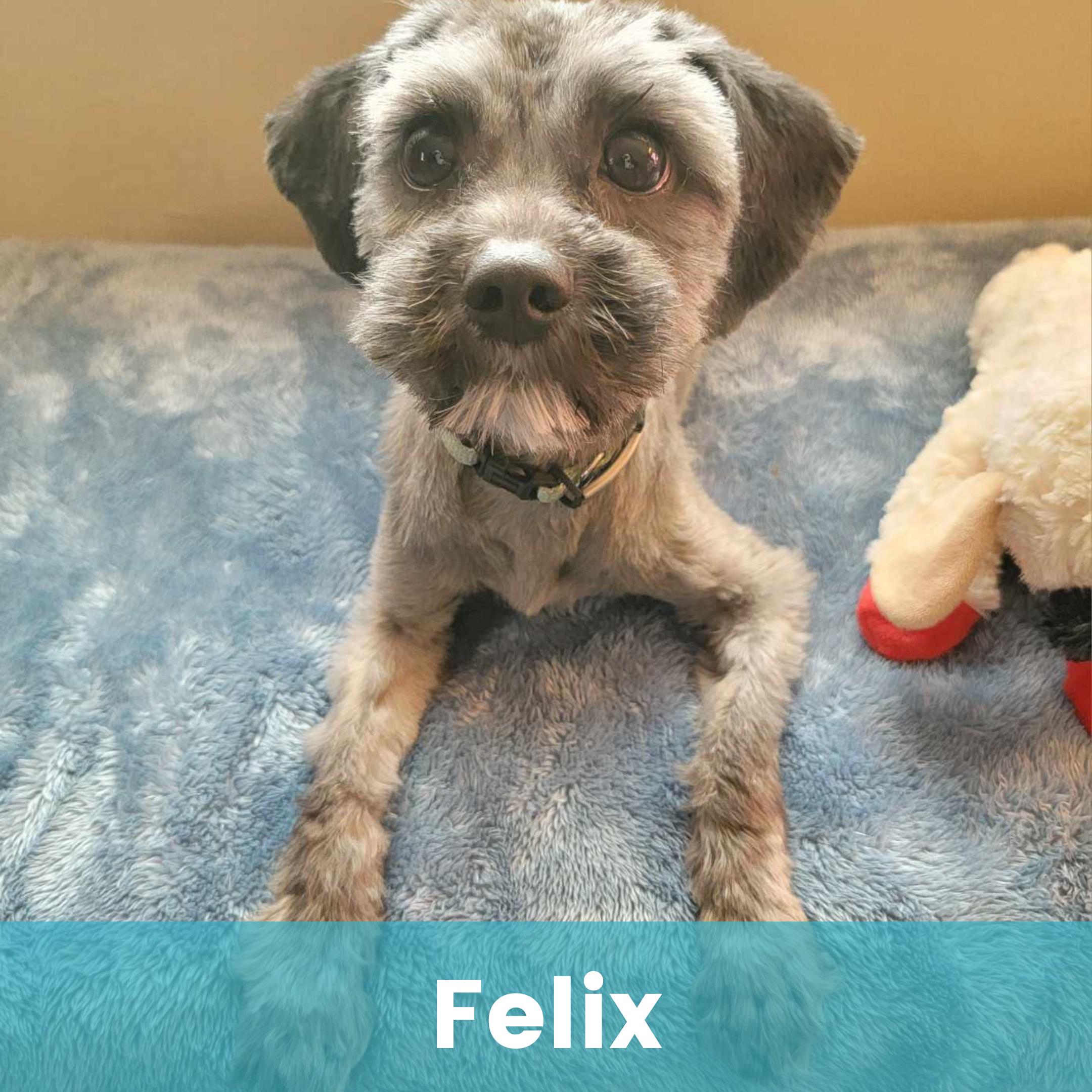 Felix, an adoptable Schnauzer in Rochester , NY, 14624 | Photo Image 1